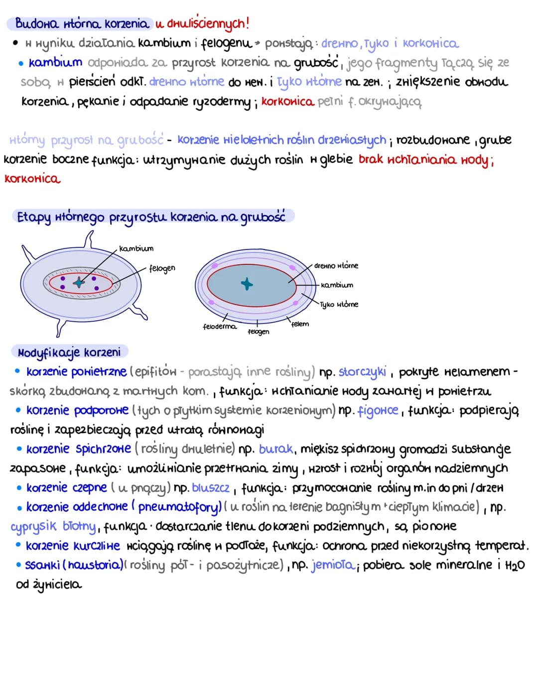Ko
korzeń organ wegetatynny, jako
pierwszy w kiełkowaniu nasion,
główny (z zawiązka korzenia) i
boczne (z korzenia głównego)
u niektórych ro