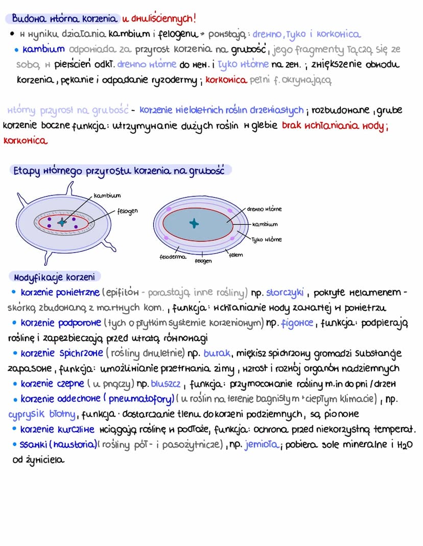 Ko
korzeń organ wegetatynny, jako
pierwszy w kiełkowaniu nasion,
główny (z zawiązka korzenia) i
boczne (z korzenia głównego)
u niektórych ro
