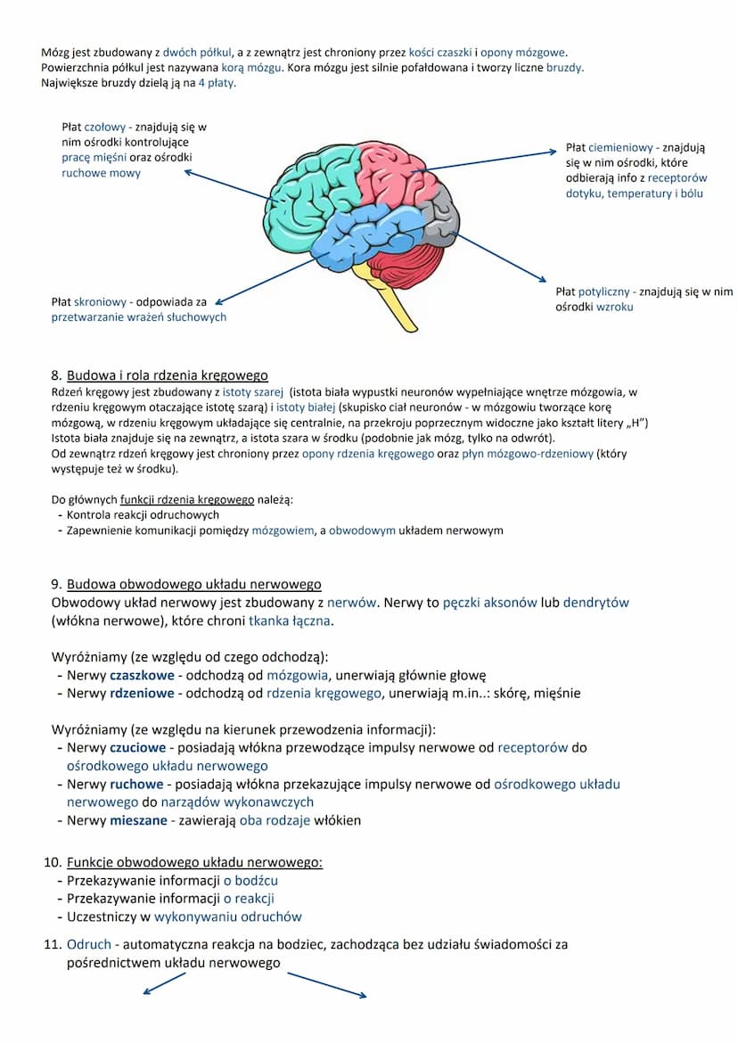 
<h3 id="1funkcjeukadunerwowego">1. Funkcje układu nerwowego:</h3>
<ul>
<li>Reakcja na bodźce</li>
<li>Odbiór i analiza bodźców ze świata ze