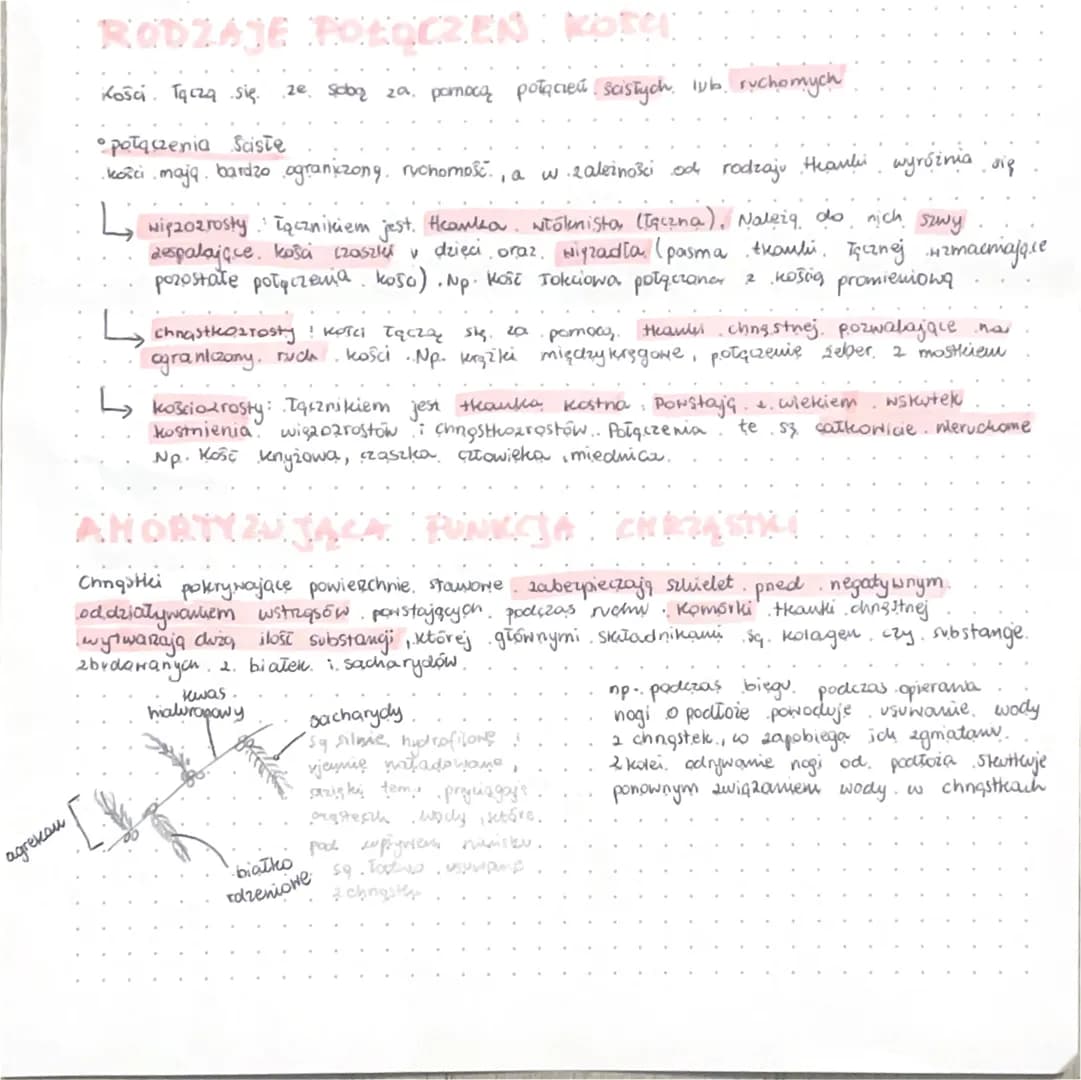 
<h3 id="poczeniacisekoci">Połączenia ścisłe kości</h3>
<p>Kości tarczają się. Połączenia ścisłe kości mają bardzo ograniczoną ruchomość. W 
