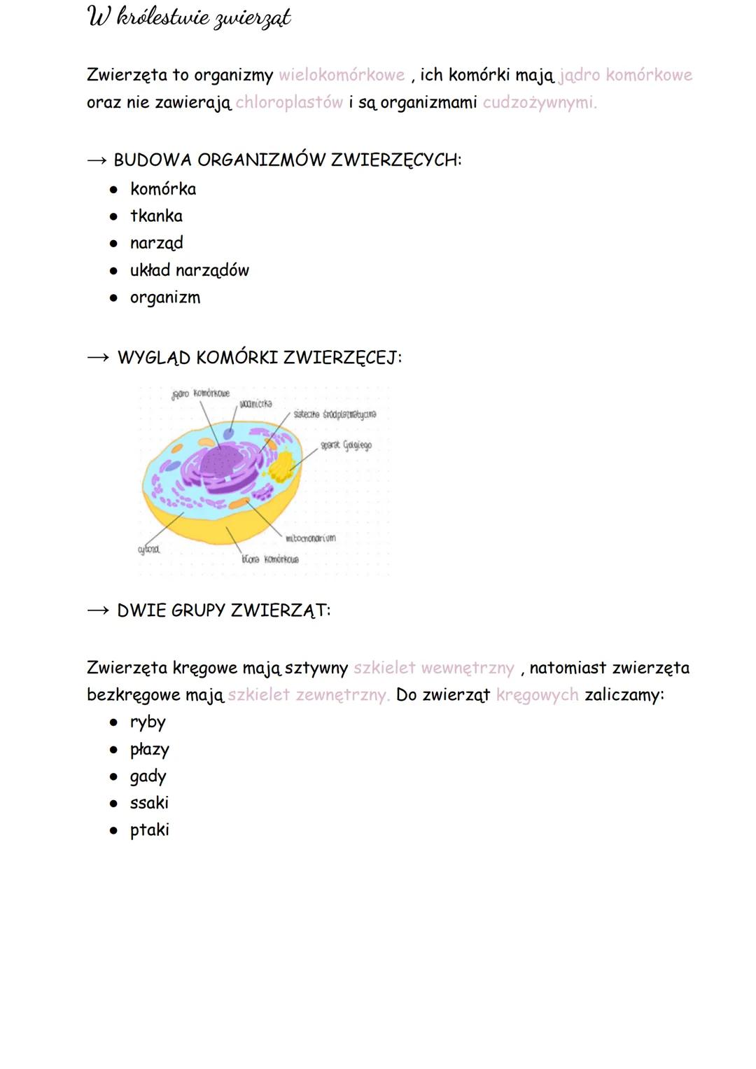 W królestwie zwierząt
Zwierzęta to organizmy wielokomórkowe, ich komórki mają jądro komórkowe
oraz nie zawierają chloroplastów i są organizm