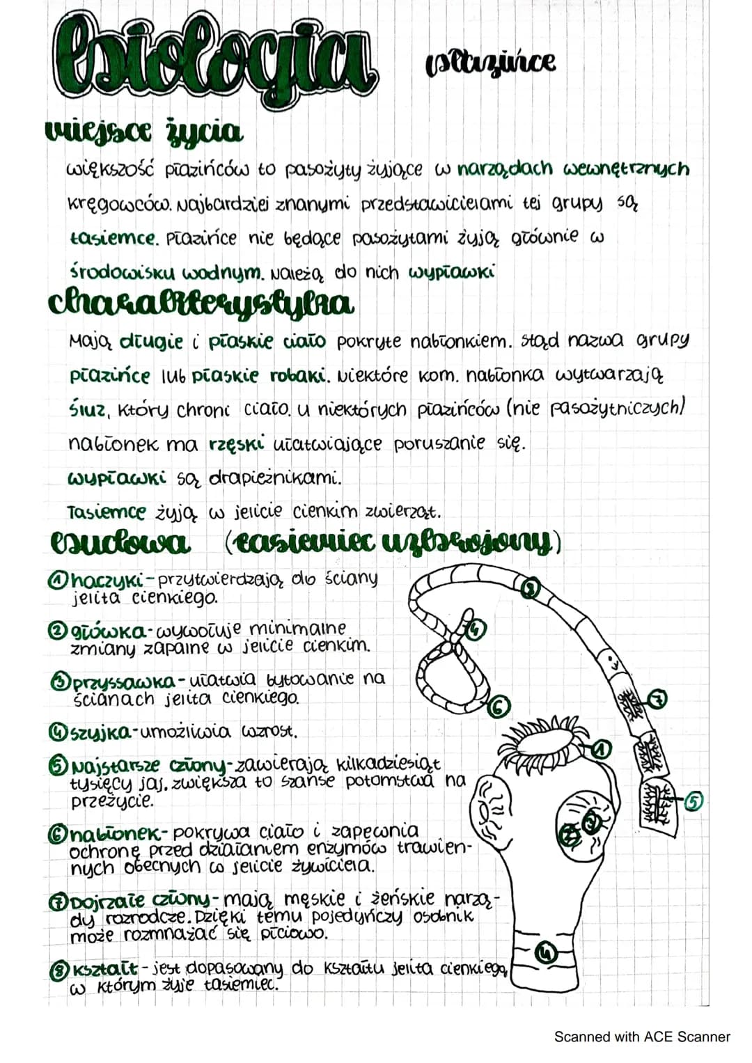 estologia
viejsce życia
większość płazińców to pasożyty żyjące w narządach wewnętrznych
kręgowców. Najbardziej znanymi przedstawicielami tej