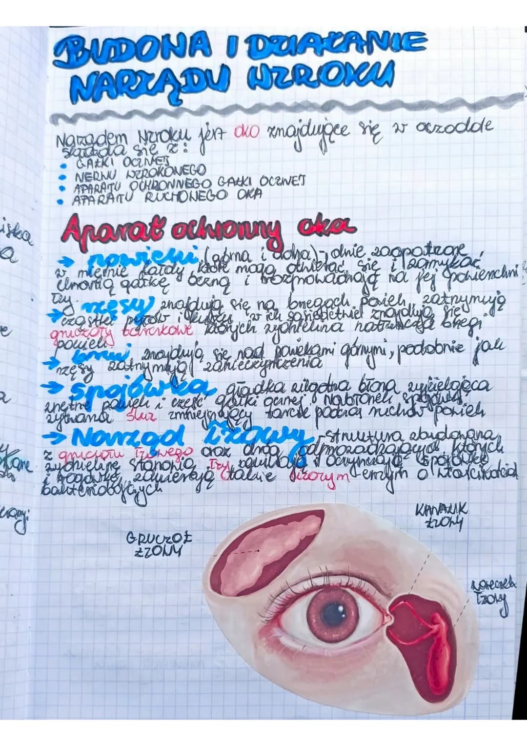 Liska
e
a
Kame
egi
BUDONA I DZIAŁANIE
NARZĄDU HEROKY
Ngradem Nzroku jest oko znajdujące się w oczoddle
się
GAZKI OCENE
• NERNU NEROKONEGO
• 