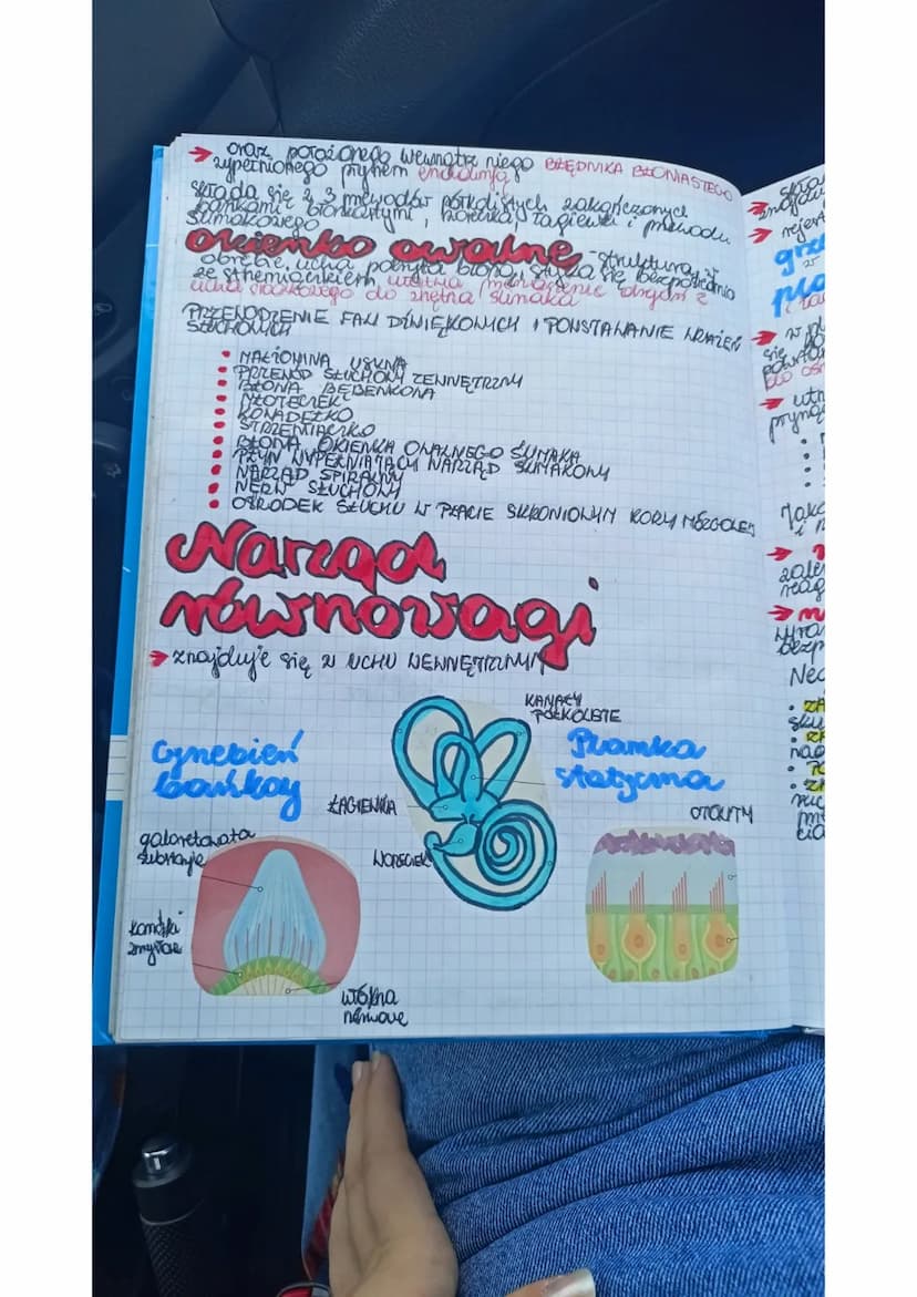 Liska
e
a
Kame
egi
BUDONA I DZIAŁANIE
NARZĄDU HEROKY
Ngradem Nzroku jest oko znajdujące się w oczoddle
się
GAZKI OCENE
• NERNU NEROKONEGO
• 