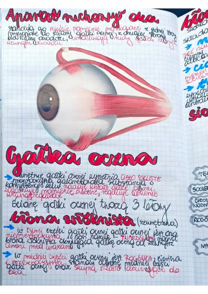 Liska
e
a
Kame
egi
BUDONA I DZIAŁANIE
NARZĄDU HEROKY
Ngradem Nzroku jest oko znajdujące się w oczoddle
się
GAZKI OCENE
• NERNU NEROKONEGO
• 
