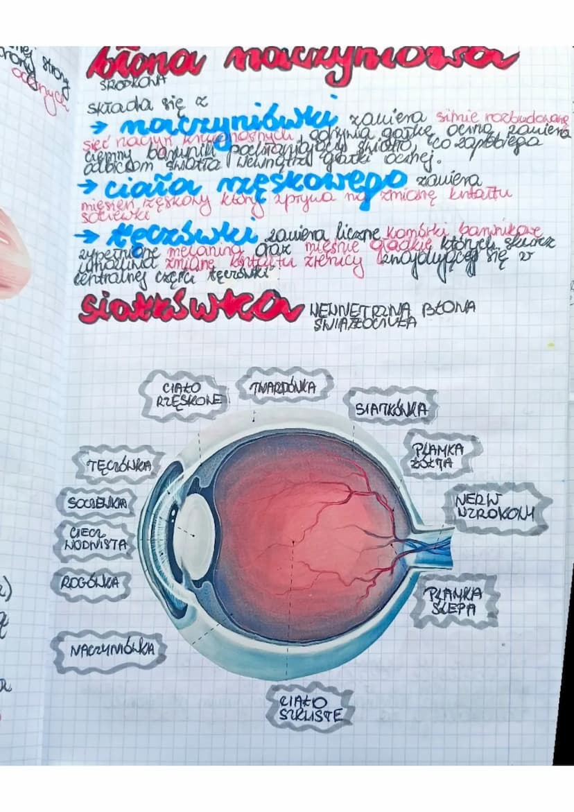 Liska
e
a
Kame
egi
BUDONA I DZIAŁANIE
NARZĄDU HEROKY
Ngradem Nzroku jest oko znajdujące się w oczoddle
się
GAZKI OCENE
• NERNU NEROKONEGO
• 