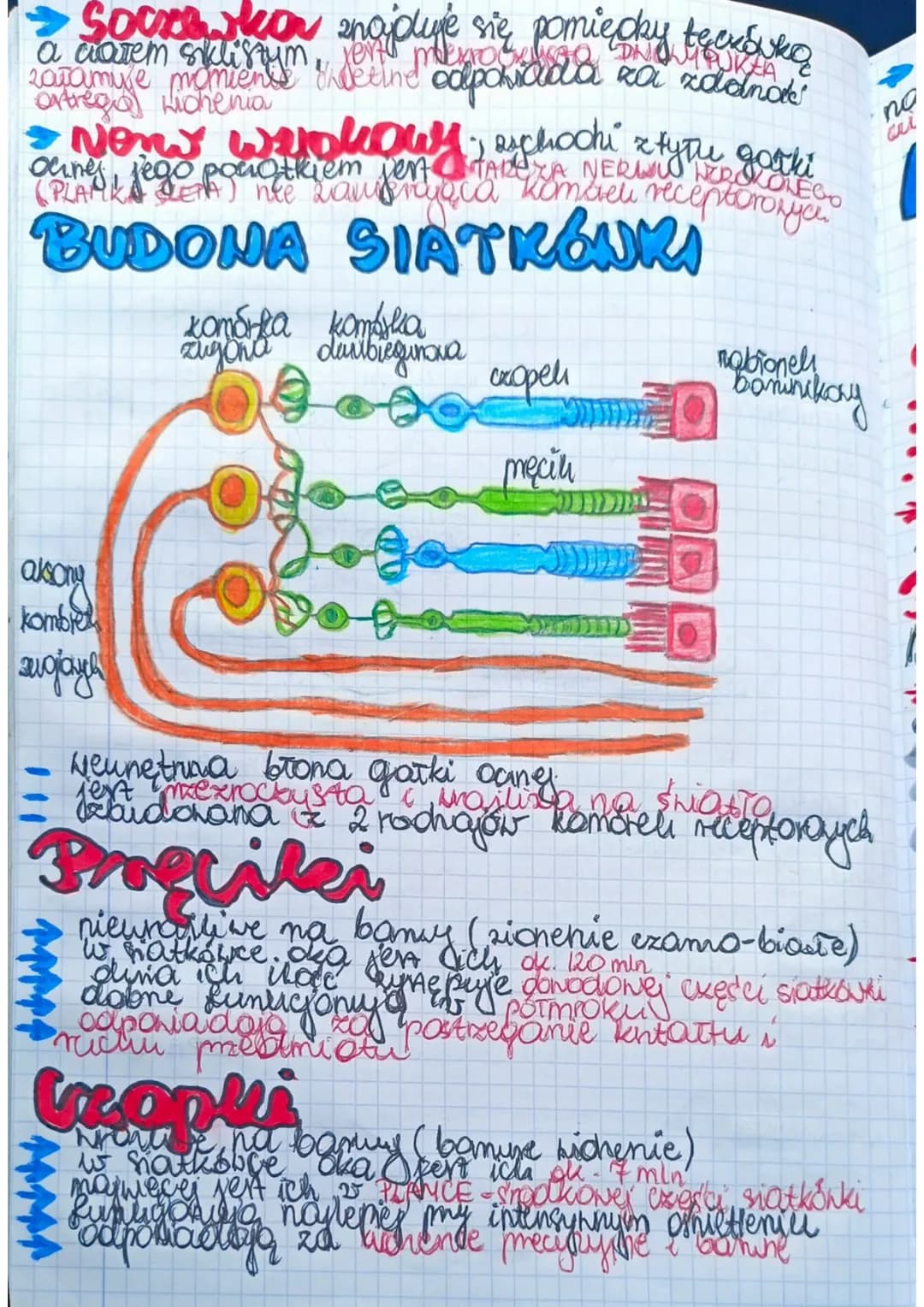Liska
e
a
Kame
egi
BUDONA I DZIAŁANIE
NARZĄDU HEROKY
Ngradem Nzroku jest oko znajdujące się w oczoddle
się
GAZKI OCENE
• NERNU NEROKONEGO
• 
