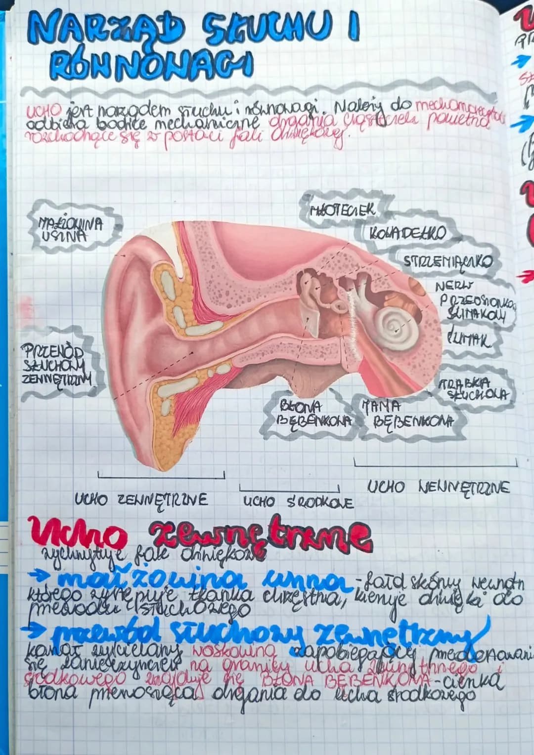 Liska
e
a
Kame
egi
BUDONA I DZIAŁANIE
NARZĄDU HEROKY
Ngradem Nzroku jest oko znajdujące się w oczoddle
się
GAZKI OCENE
• NERNU NEROKONEGO
• 