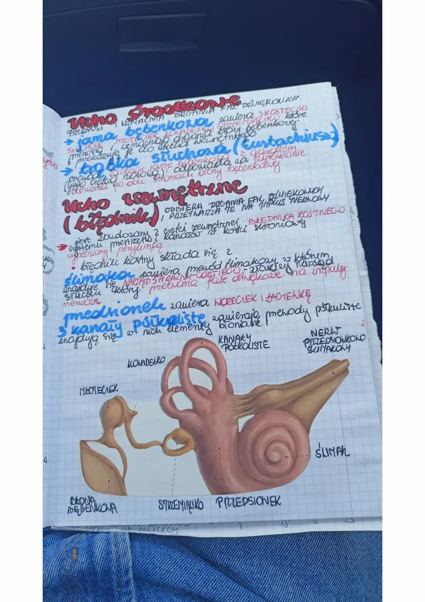 Liska
e
a
Kame
egi
BUDONA I DZIAŁANIE
NARZĄDU HEROKY
Ngradem Nzroku jest oko znajdujące się w oczoddle
się
GAZKI OCENE
• NERNU NEROKONEGO
• 