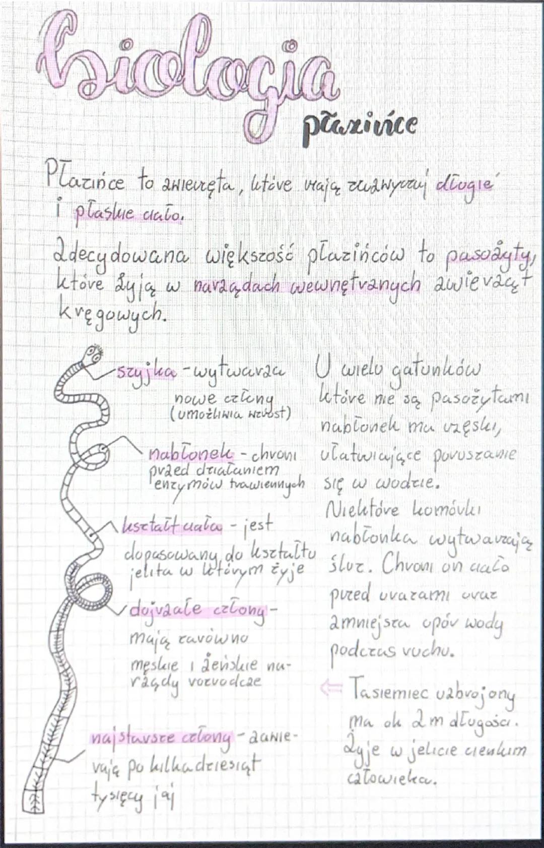 biologia
płazivice
Płazińce to awierzęta, uitive viają zawyvay długie
i płaskie ciało.
decydowana większość płazińców to pasożyty,
w narząda