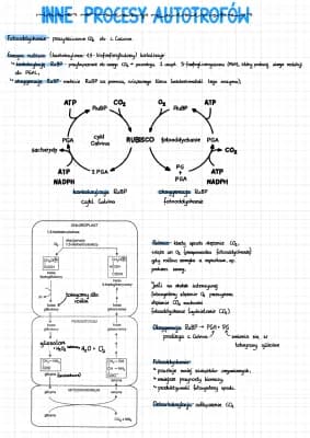 Know Inne procesy anaboliczne autotrofów thumbnail