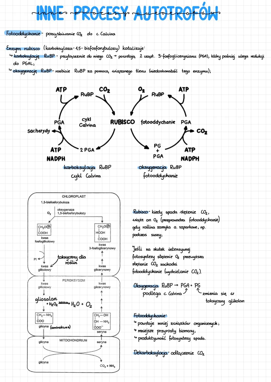 INNE PROCESY AUTOTROFÓW
Fotooddychanie - pozyskiwanie CO₂ do c. Caluina
Enzym rubisco (karboksylaza-1,5-bisfosforybulozy) katalizuje:
↳karbo