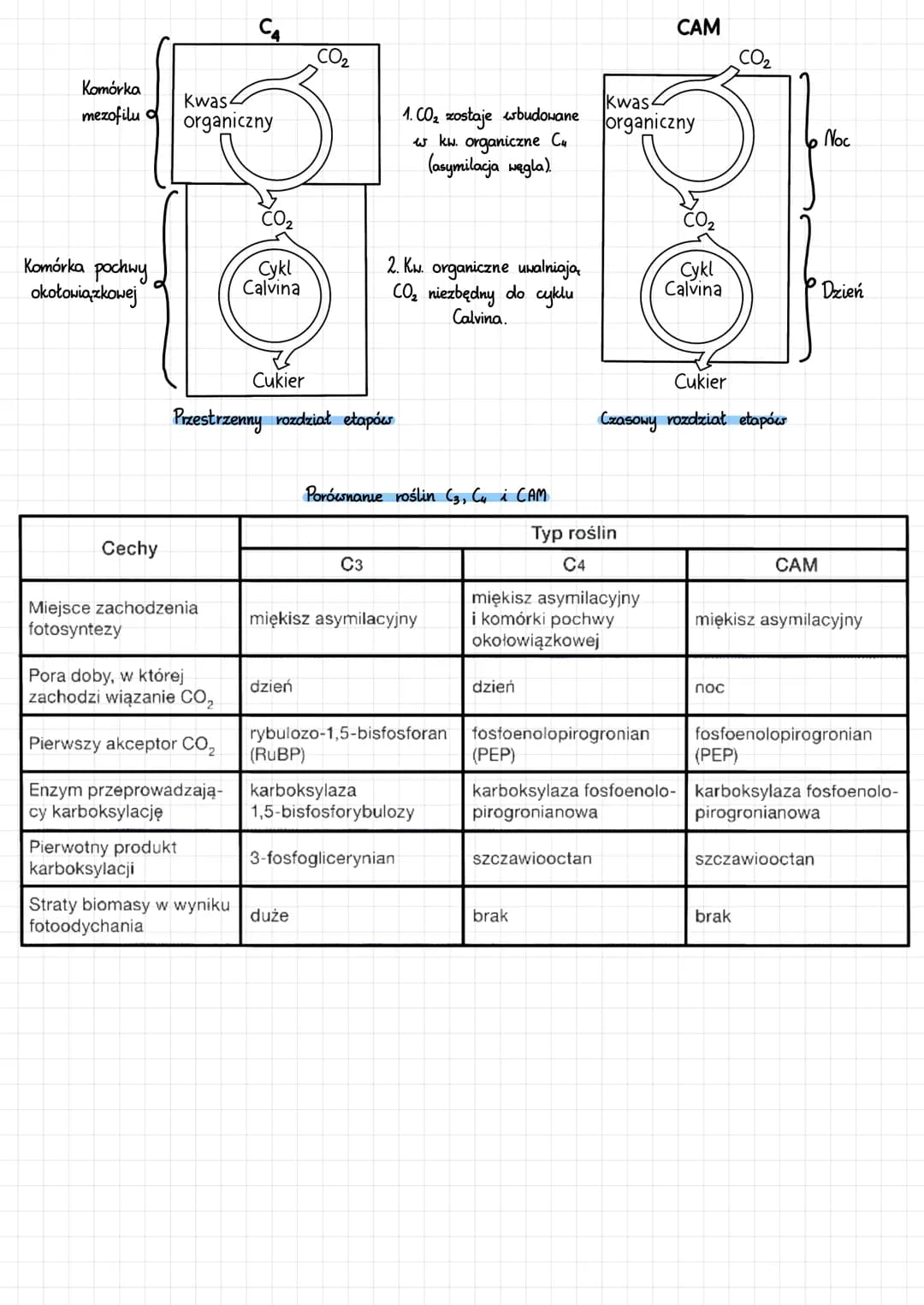 INNE PROCESY AUTOTROFÓW
Fotooddychanie - pozyskiwanie CO₂ do c. Caluina
Enzym rubisco (karboksylaza-1,5-bisfosforybulozy) katalizuje:
↳karbo