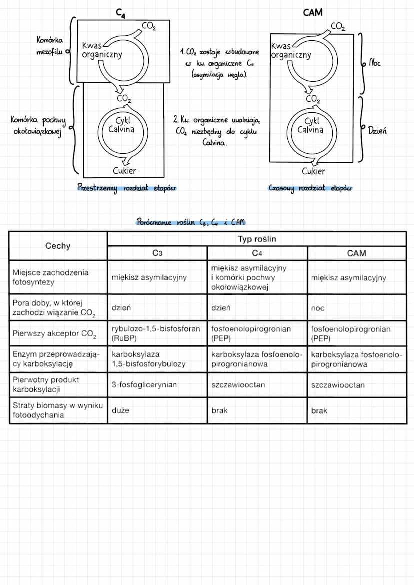 INNE PROCESY AUTOTROFÓW
Fotooddychanie - pozyskiwanie CO₂ do c. Caluina
Enzym rubisco (karboksylaza-1,5-bisfosforybulozy) katalizuje:
↳karbo