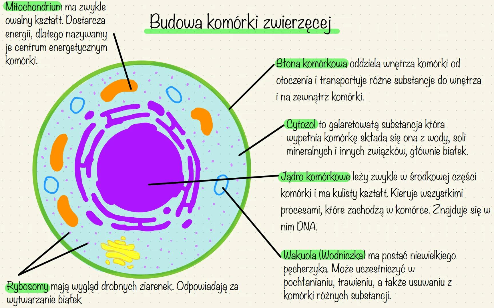 Mitochondrium ma zwykle
owalny kształt. Dostarcza.
energii, dlatego nazywamy
je centrum energetycznym
komórki.
Budowa komórki zwierzęcej
Ryb