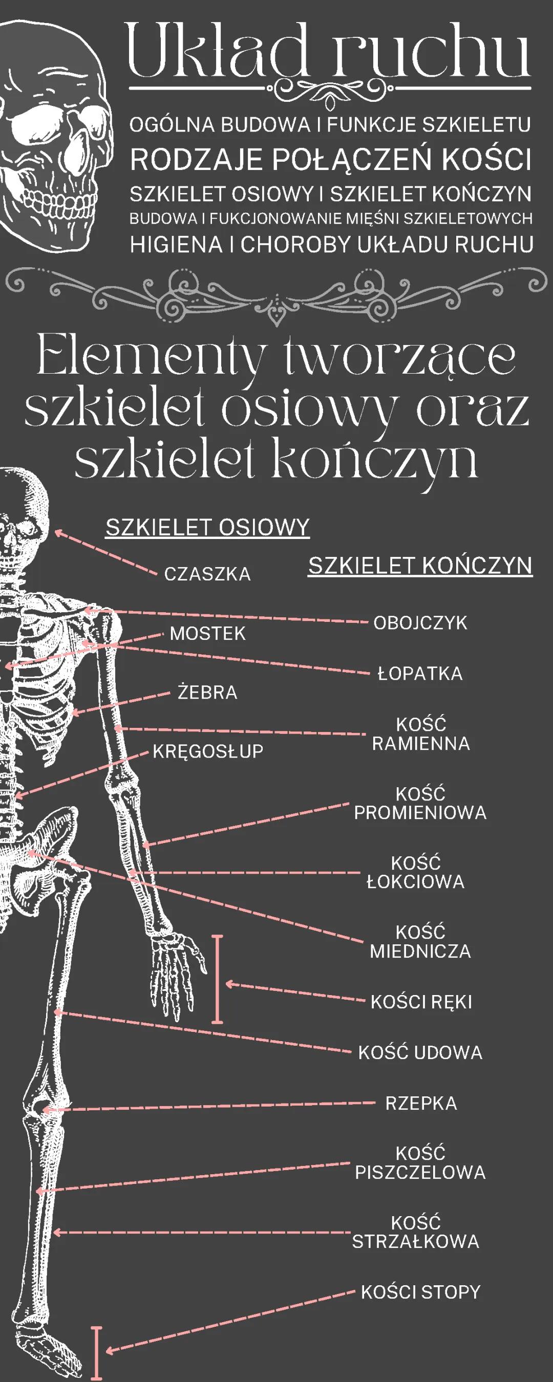 Cześć! Odkryj Funkcje i Budowę Mięśni Szkieletowych oraz Układu Kostnego