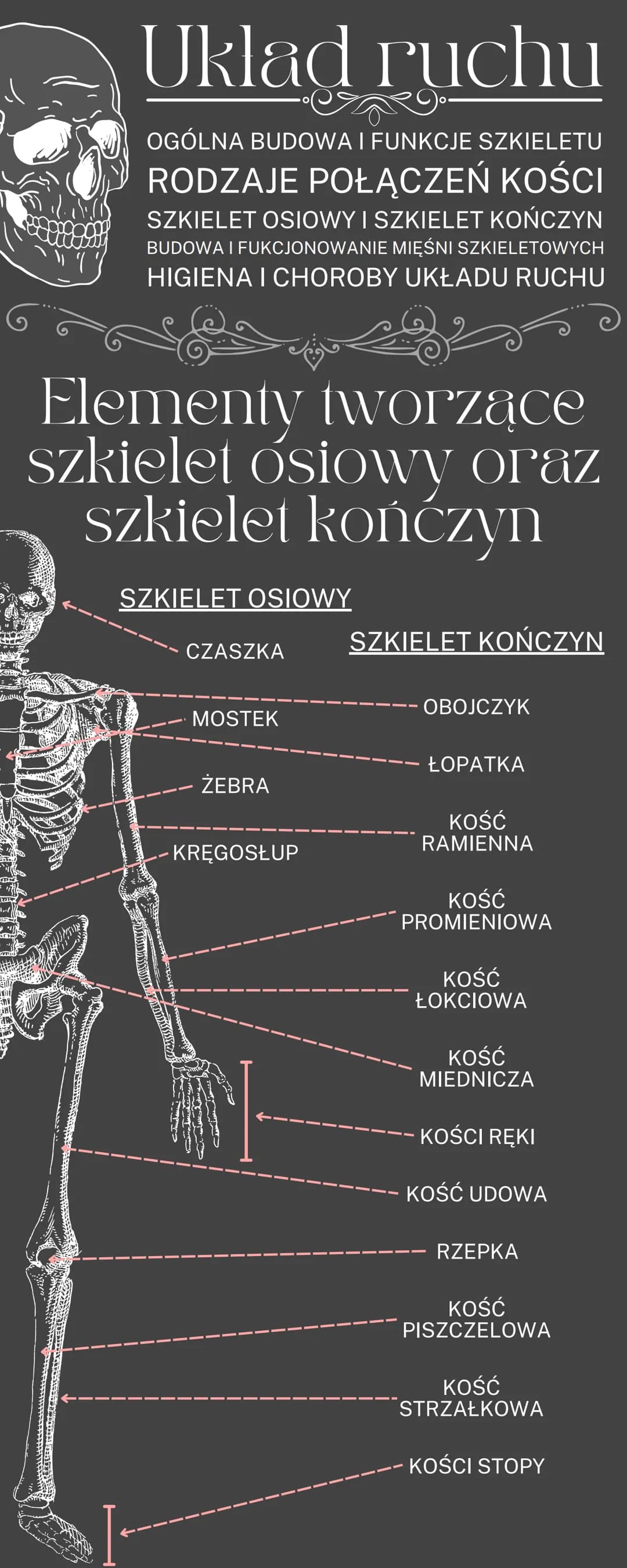 Uklad ruchu
OGÓLNA BUDOWA I FUNKCJE SZKIELETU
RODZAJE POŁĄCZEŃ KOŚCI
SZKIELET OSIOWY I SZKIELET KOŃCZYN
BUDOWA I FUKCJONOWANIE MIĘŚNI SZKIEL