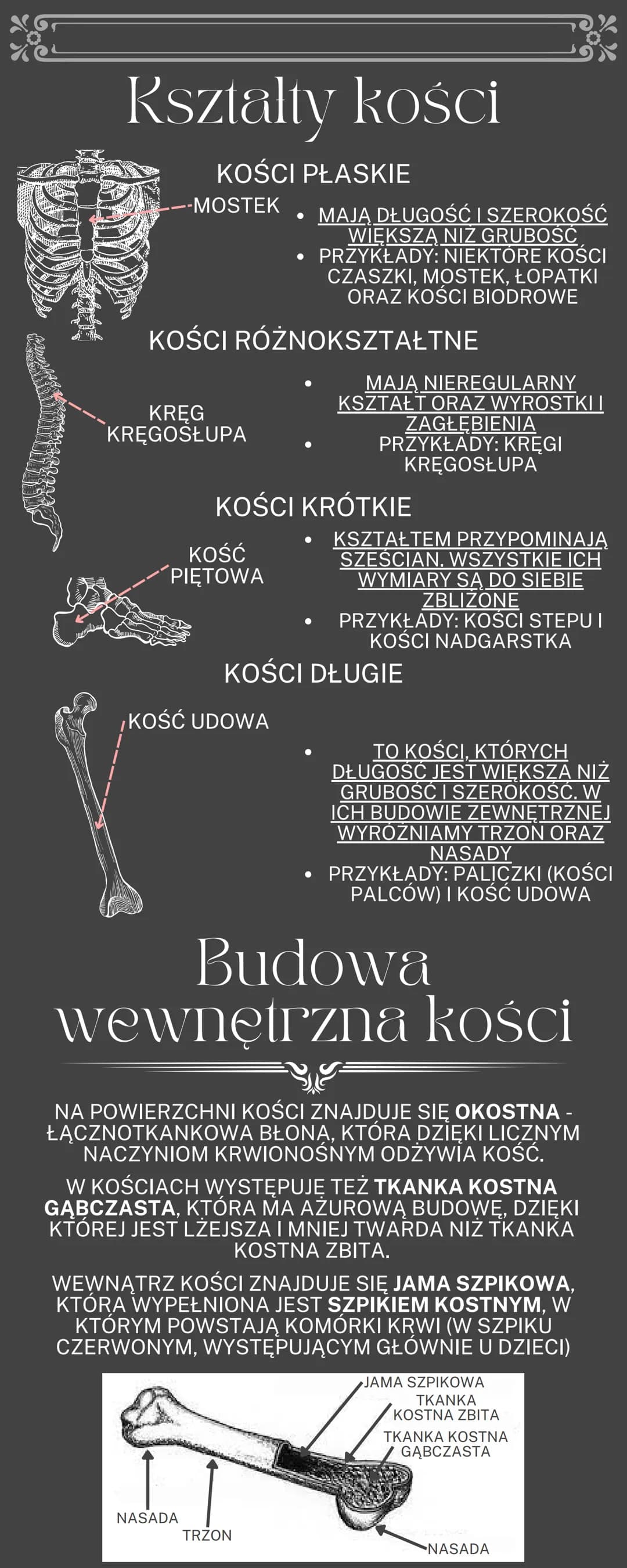 Cześć! Odkryj Funkcje i Budowę Mięśni Szkieletowych oraz Układu Kostnego