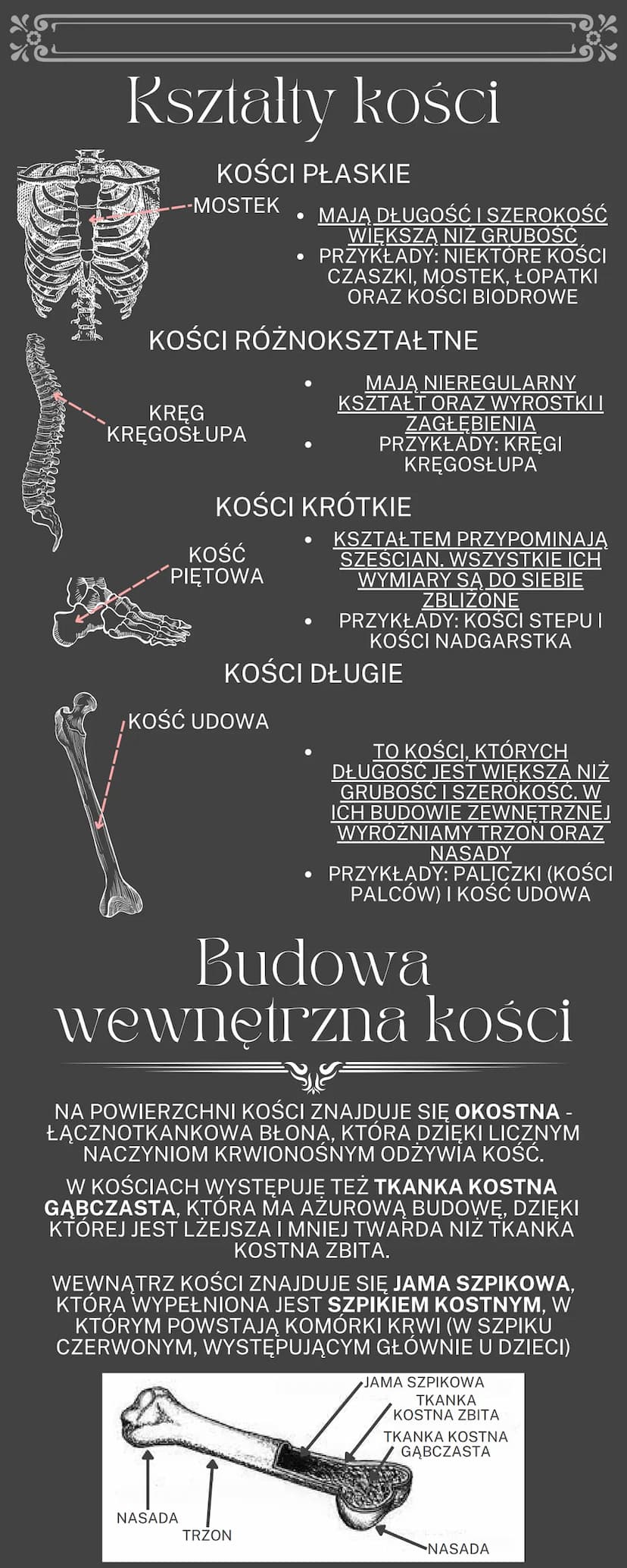 Uklad ruchu
OGÓLNA BUDOWA I FUNKCJE SZKIELETU
RODZAJE POŁĄCZEŃ KOŚCI
SZKIELET OSIOWY I SZKIELET KOŃCZYN
BUDOWA I FUKCJONOWANIE MIĘŚNI SZKIEL