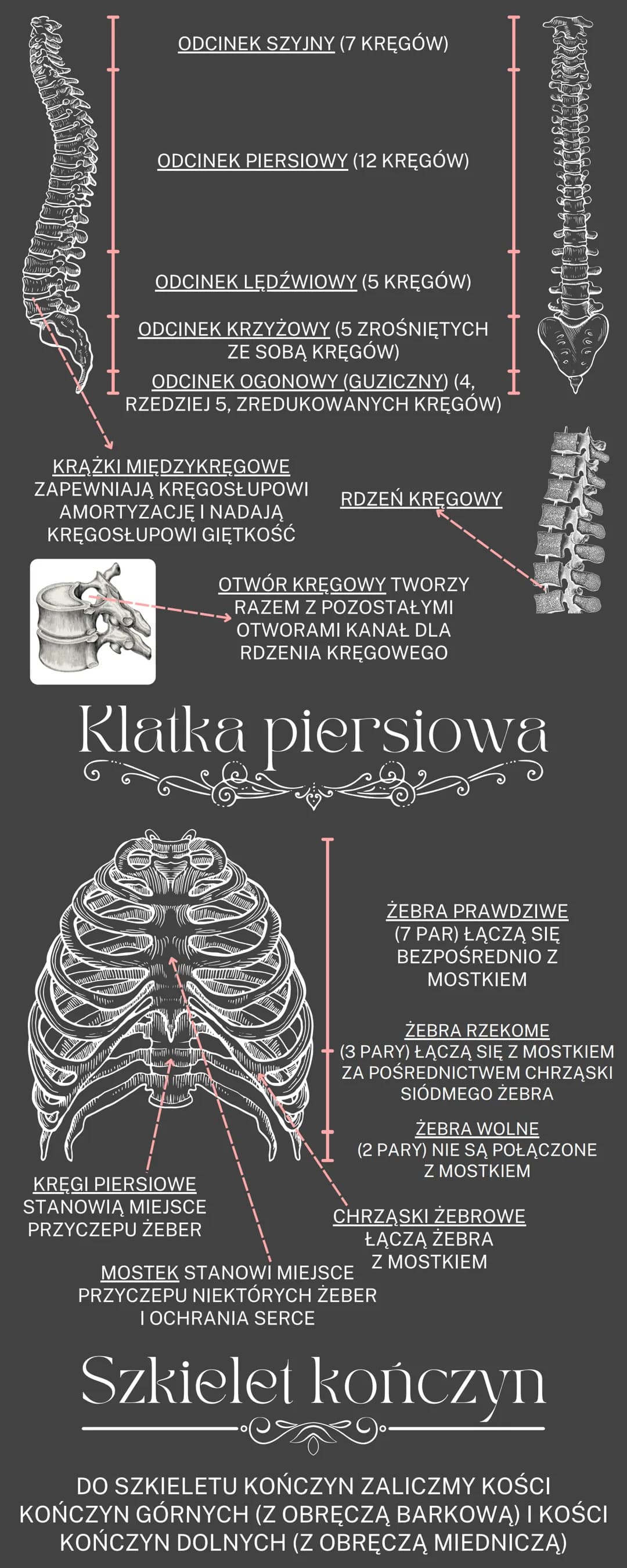 Cześć! Odkryj Funkcje i Budowę Mięśni Szkieletowych oraz Układu Kostnego