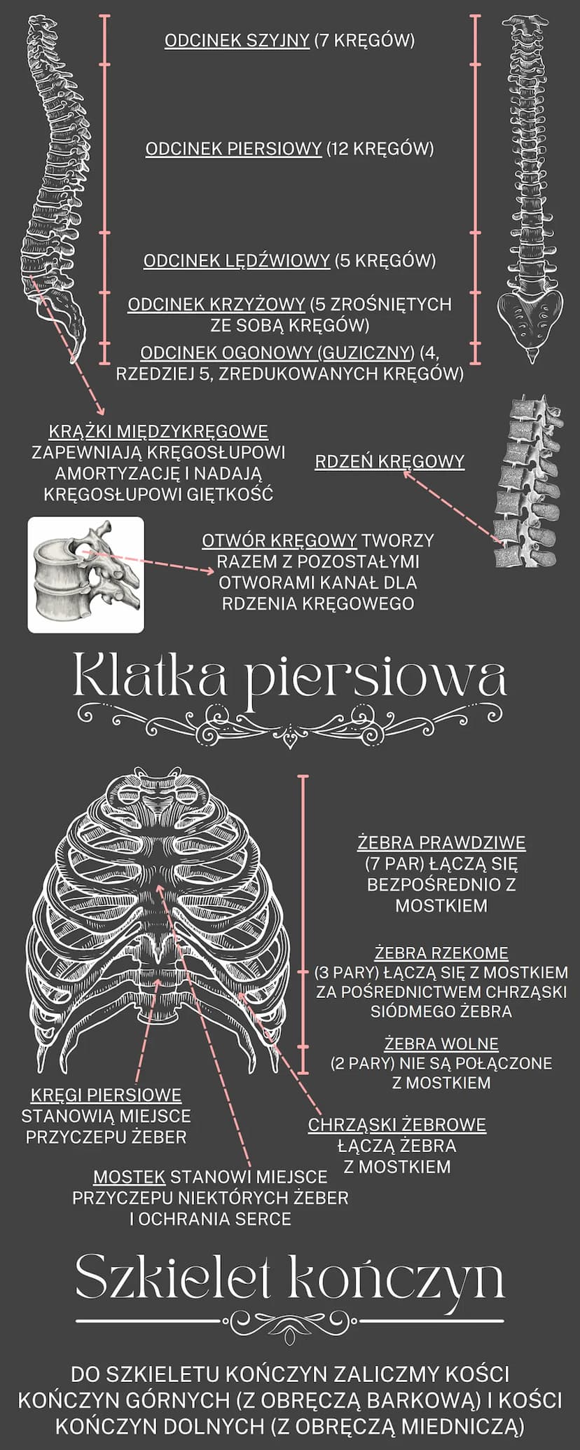 Uklad ruchu
OGÓLNA BUDOWA I FUNKCJE SZKIELETU
RODZAJE POŁĄCZEŃ KOŚCI
SZKIELET OSIOWY I SZKIELET KOŃCZYN
BUDOWA I FUKCJONOWANIE MIĘŚNI SZKIEL