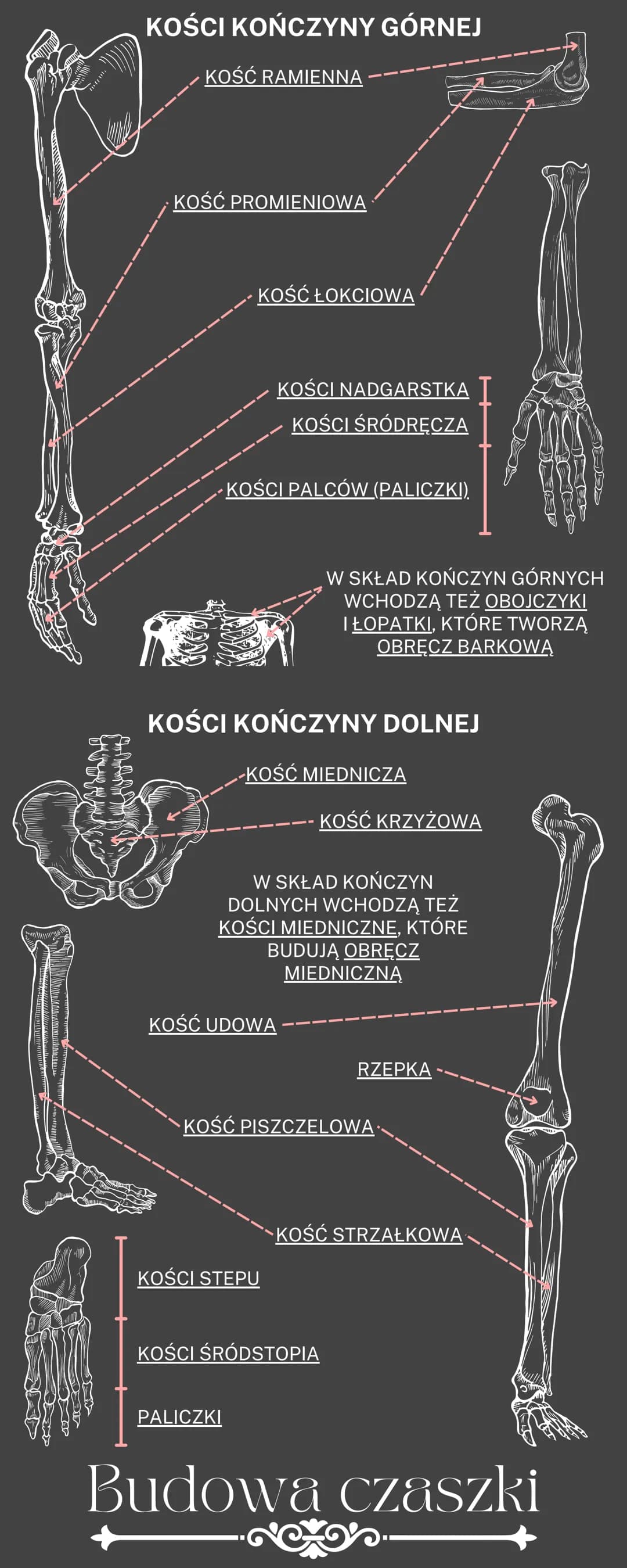 Cześć! Odkryj Funkcje i Budowę Mięśni Szkieletowych oraz Układu Kostnego