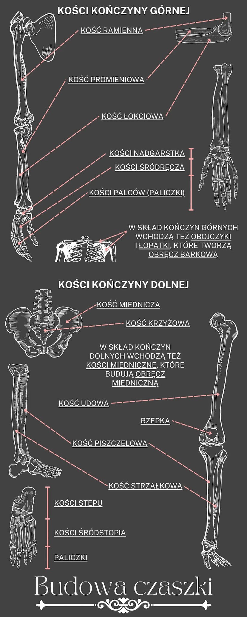 Uklad ruchu
OGÓLNA BUDOWA I FUNKCJE SZKIELETU
RODZAJE POŁĄCZEŃ KOŚCI
SZKIELET OSIOWY I SZKIELET KOŃCZYN
BUDOWA I FUKCJONOWANIE MIĘŚNI SZKIEL