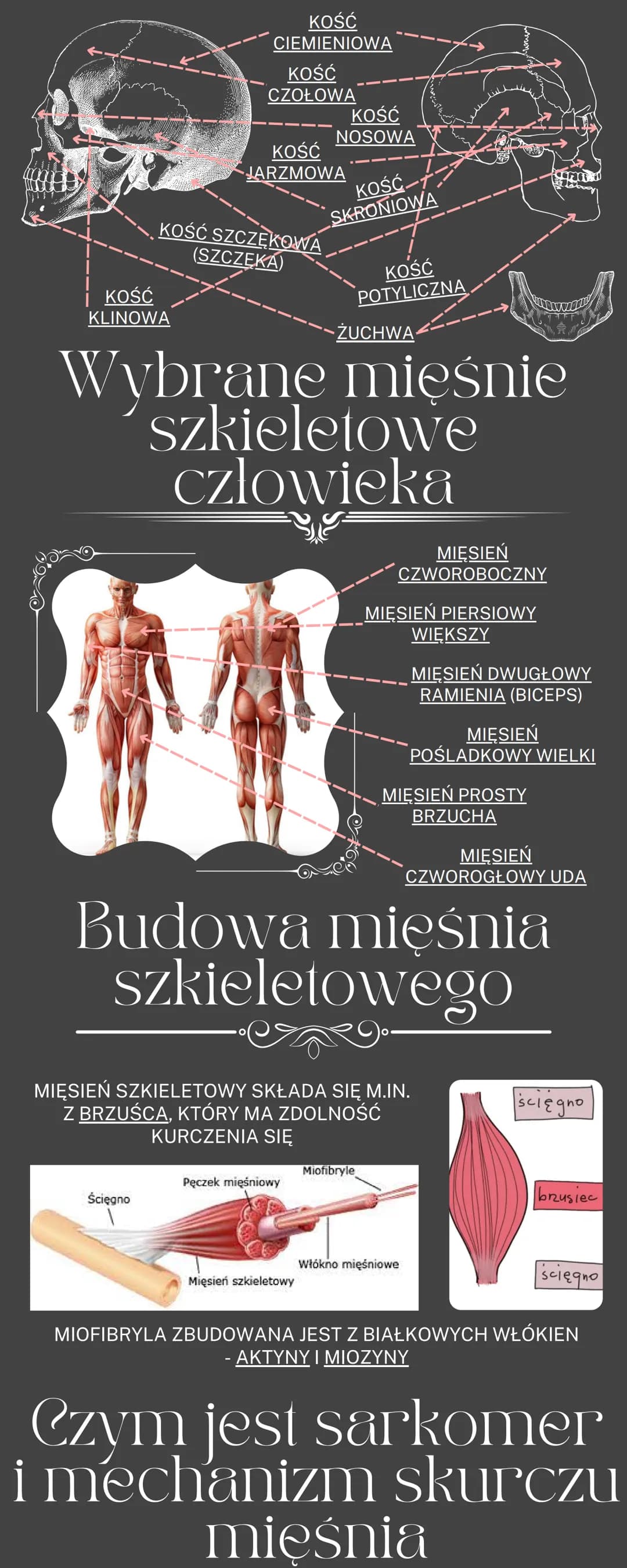 Cześć! Odkryj Funkcje i Budowę Mięśni Szkieletowych oraz Układu Kostnego