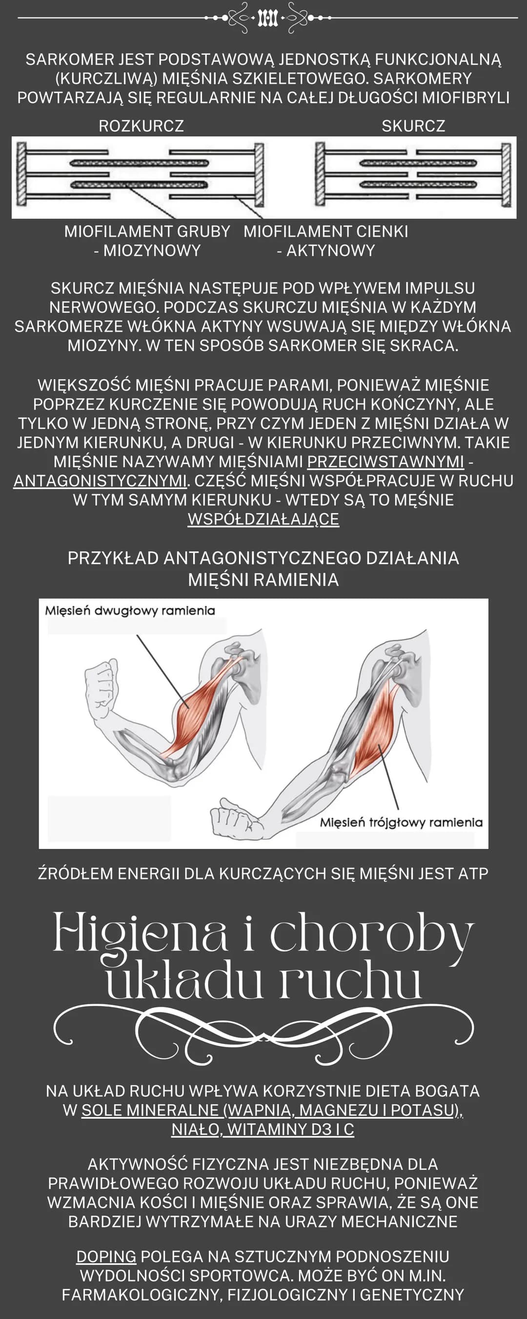 Cześć! Odkryj Funkcje i Budowę Mięśni Szkieletowych oraz Układu Kostnego