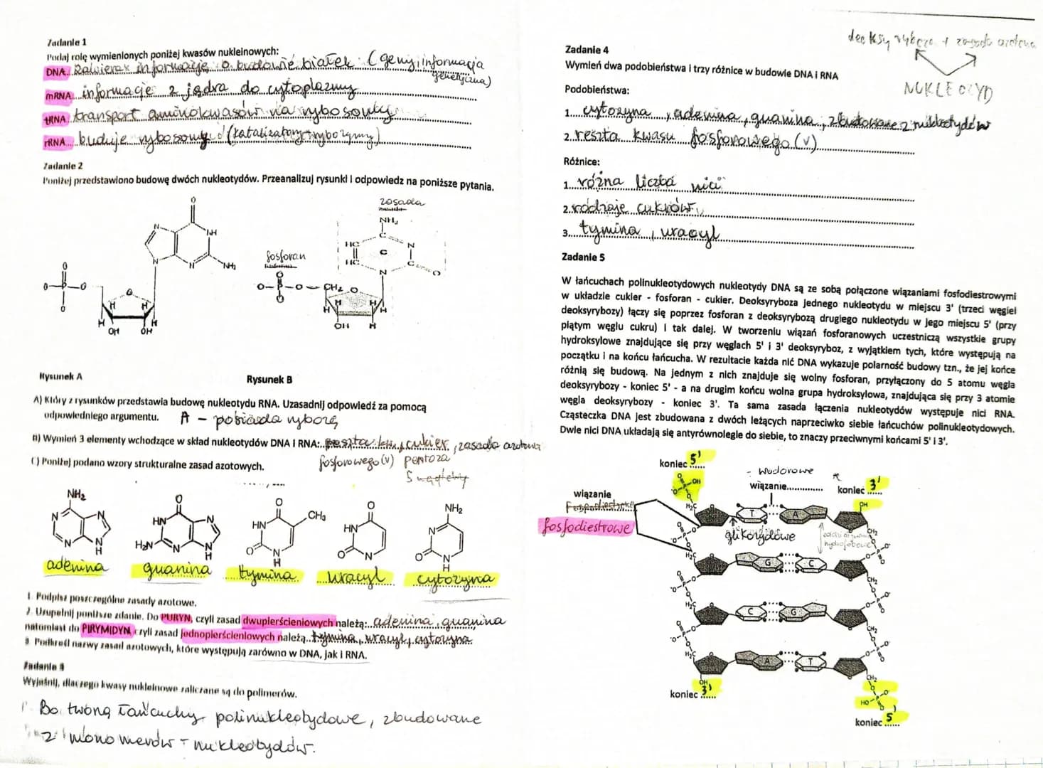 Zadanie 1
Podaj rolę wymienionych poniżej kwasów nukleinowych:
DNA Rewierex informace o kudowne białek (gemy, informacija
genetyczna)
mRNA i