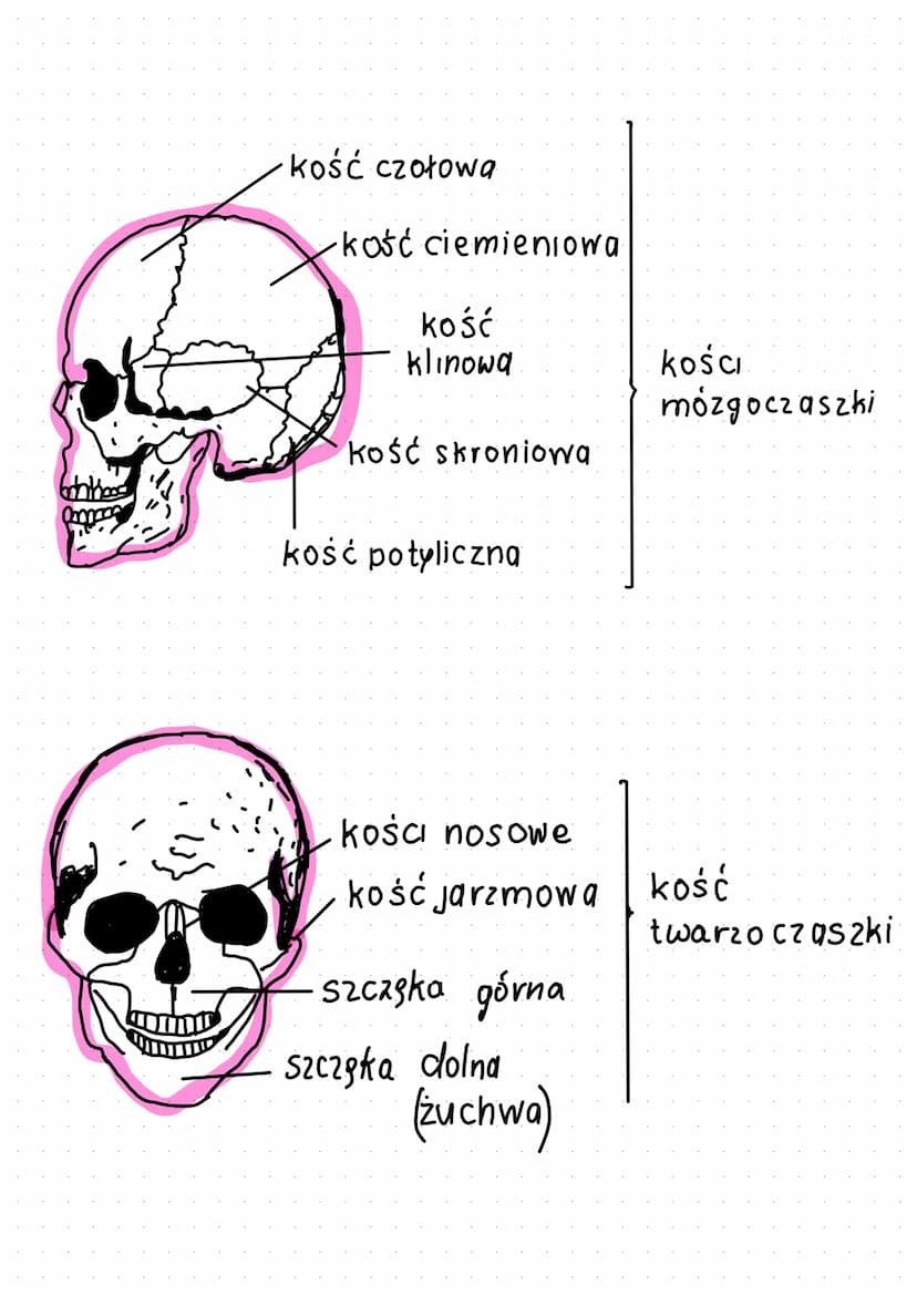 Szkielet osiowy
czaszka
mostek
żebra
kręgosłup
SZKIELET
CZŁOWIEKA
obojczyk
·topatka.
kość ramienna
kość łokciowa
kość promieniowa
kości nadg