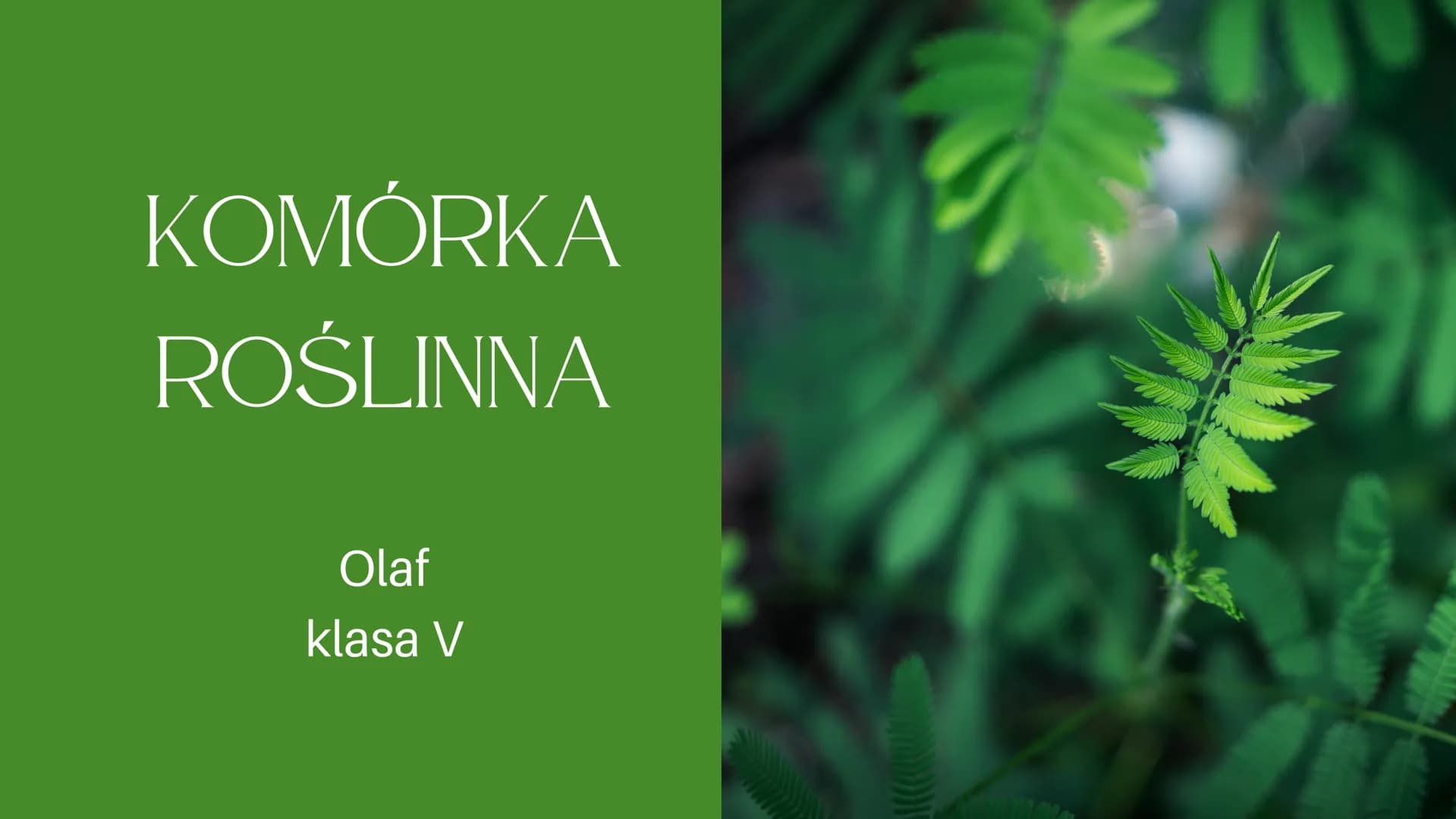 
<h2 id="cotojestkomrkarolinna">Co to jest komórka roślinna?</h2>
<p>Jak już wiemy z lekcji o komórkach zwierzęcych, każdy żywy organizm skł