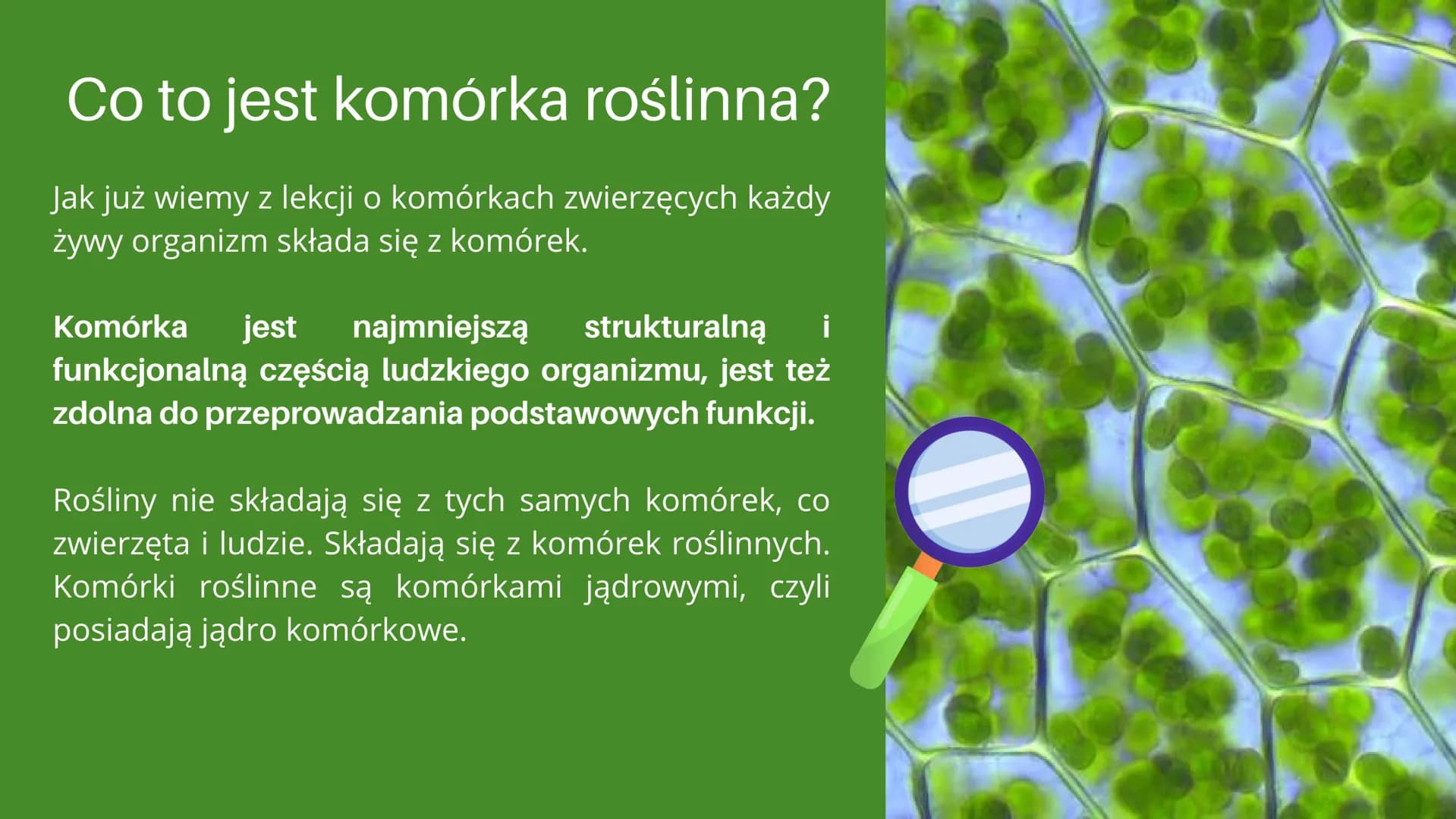 
<h2 id="cotojestkomrkarolinna">Co to jest komórka roślinna?</h2>
<p>Jak już wiemy z lekcji o komórkach zwierzęcych, każdy żywy organizm skł