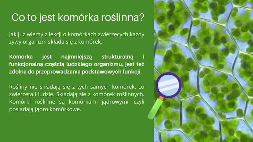 
<h2 id="cotojestkomrkarolinna">Co to jest komórka roślinna?</h2>
<p>Jak już wiemy z lekcji o komórkach zwierzęcych, każdy żywy organizm skł