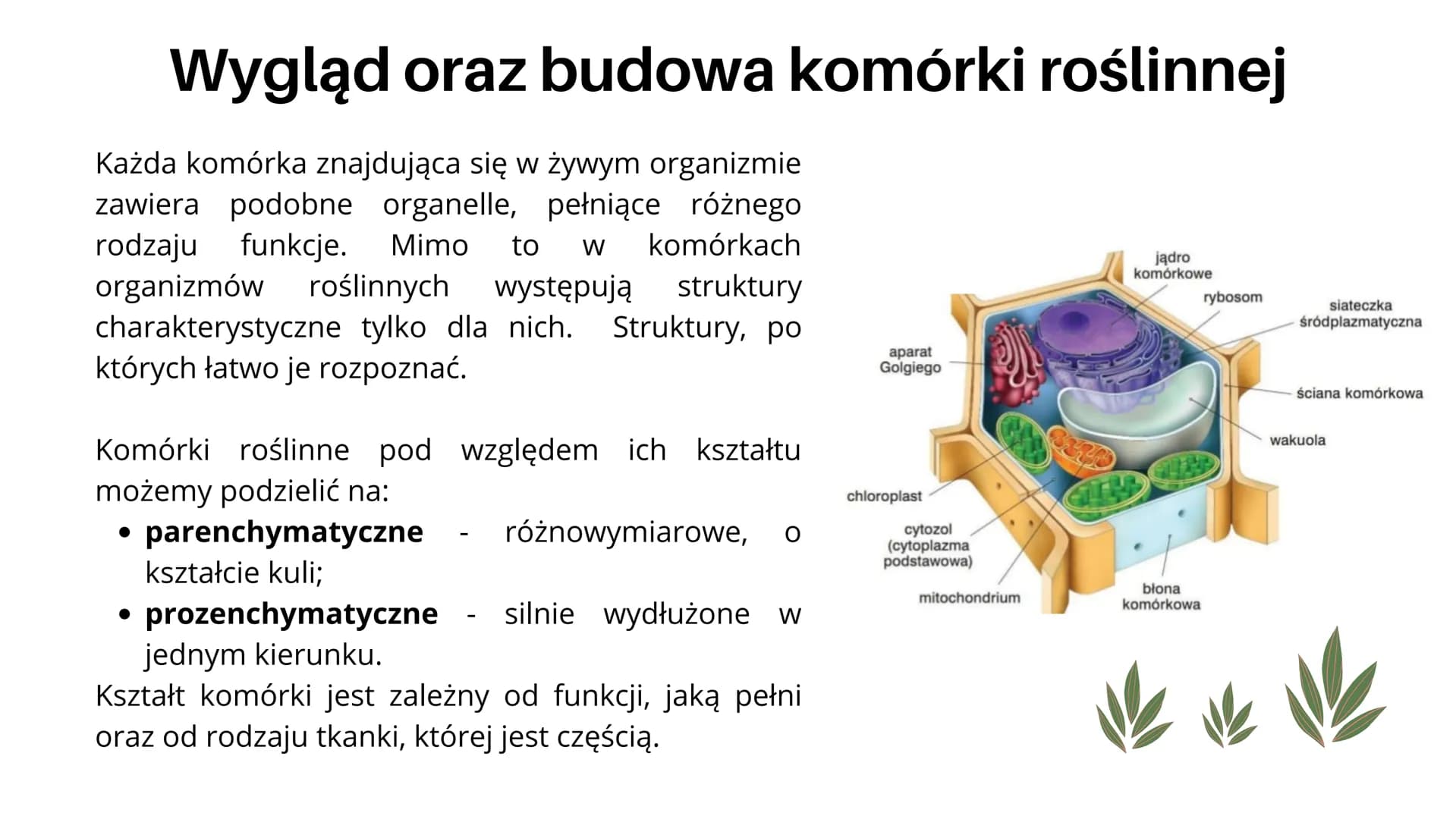 
<h2 id="cotojestkomrkarolinna">Co to jest komórka roślinna?</h2>
<p>Jak już wiemy z lekcji o komórkach zwierzęcych, każdy żywy organizm skł