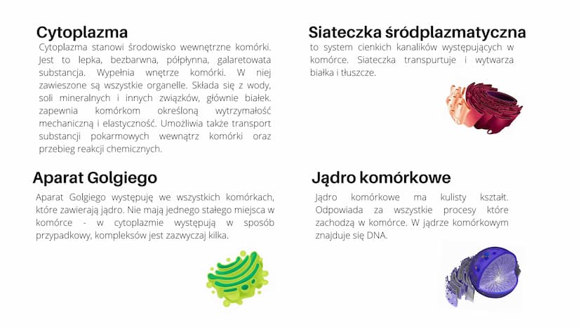 
<h2 id="cotojestkomrkarolinna">Co to jest komórka roślinna?</h2>
<p>Jak już wiemy z lekcji o komórkach zwierzęcych, każdy żywy organizm skł