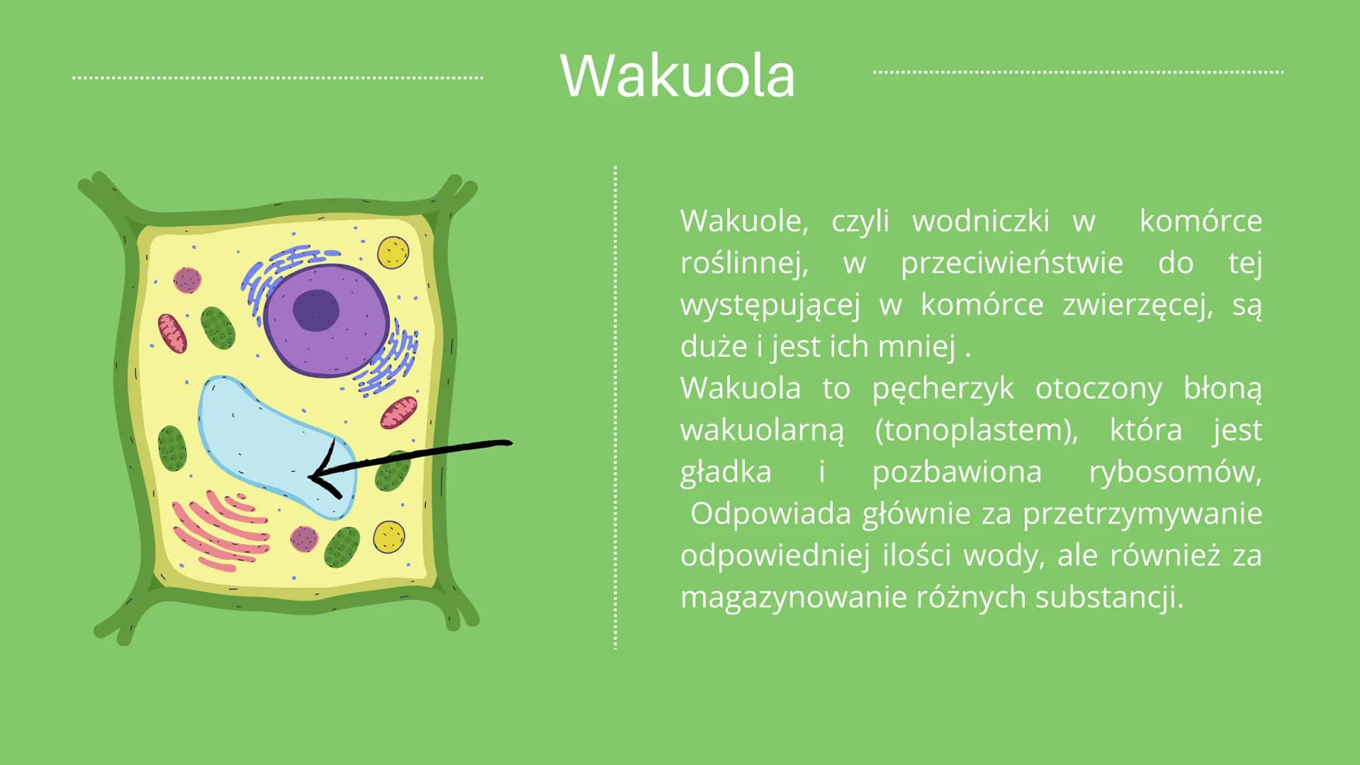 
<h2 id="cotojestkomrkarolinna">Co to jest komórka roślinna?</h2>
<p>Jak już wiemy z lekcji o komórkach zwierzęcych, każdy żywy organizm skł