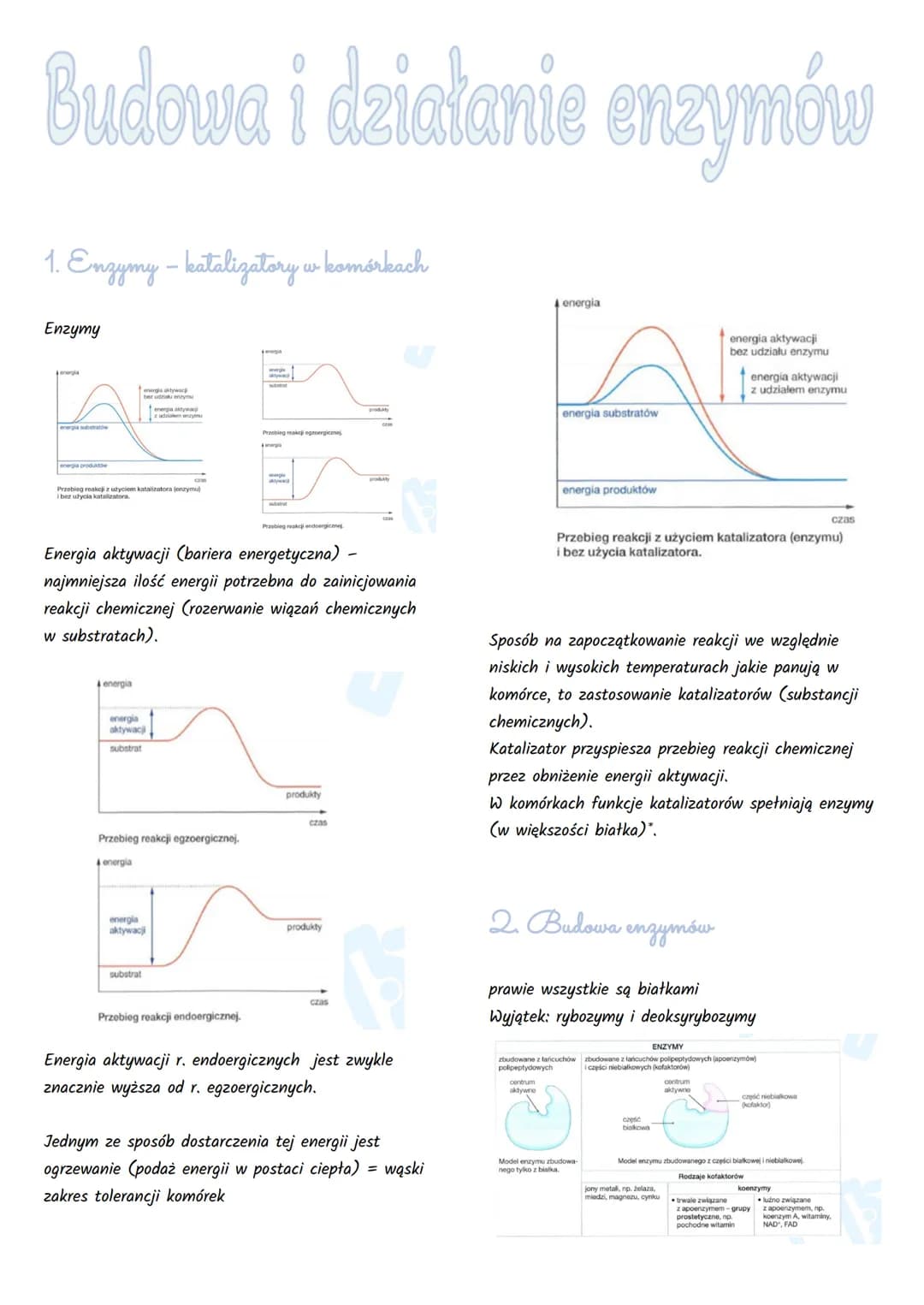 Budowa i działanie enzymów
1. Enzymy - katalizatory w komórkach
Enzymy
energia
energia substratów
energia produktów
energia aktywac
bez udzi