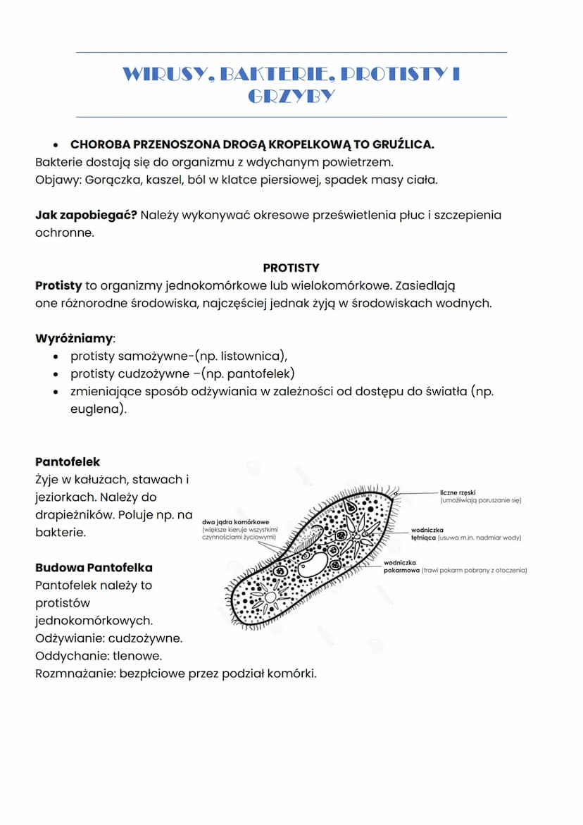 Wirusy Bakterie Protisty I Grzyby Sprawdzian Klasa 5 Proste wyjaśnienie: Wirusy, bakterie, protisty i grzyby - Sprawdzian