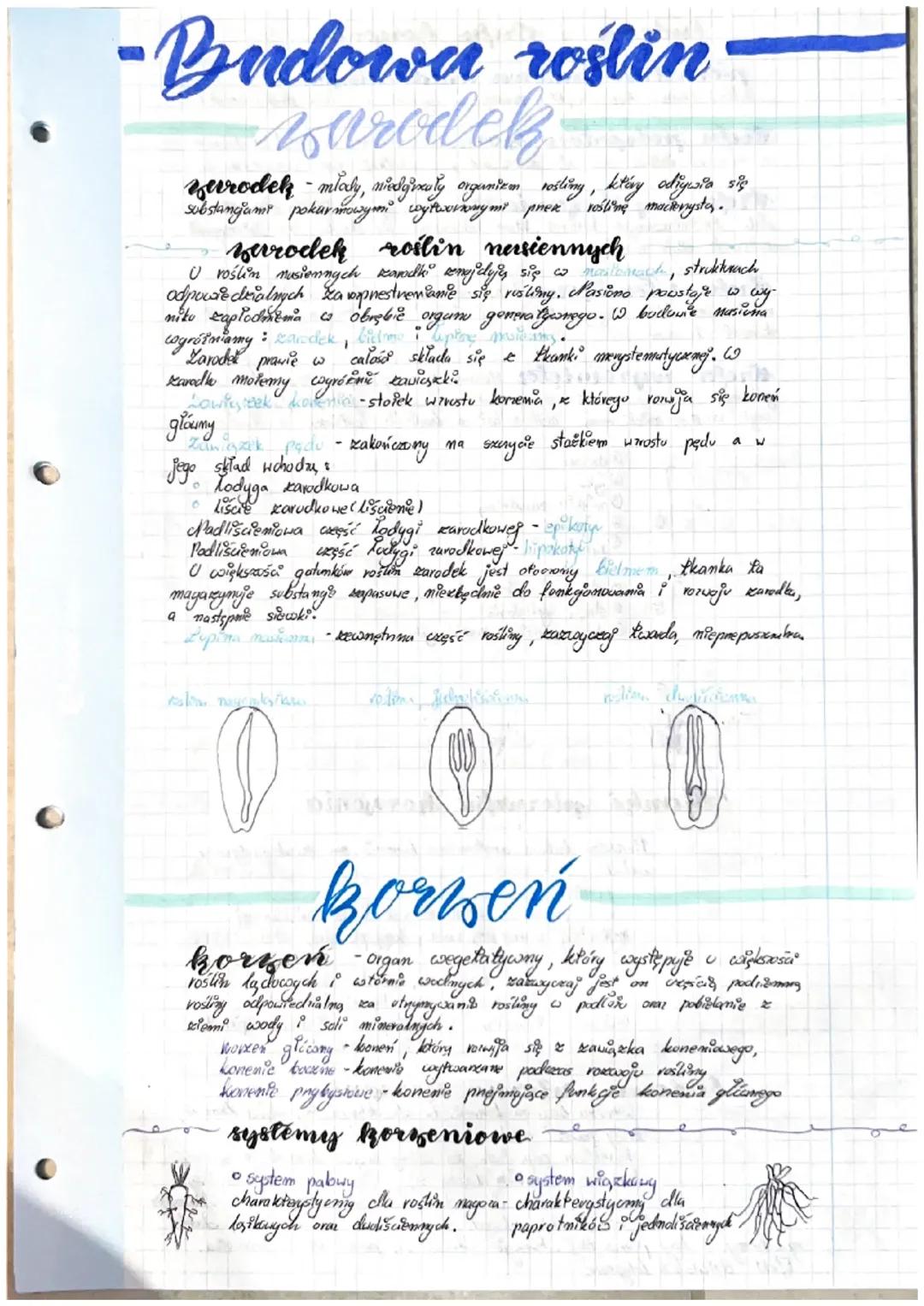 Budowa roślin: zarodek, korzeń, pęd i liście - Biologia rozszerzona