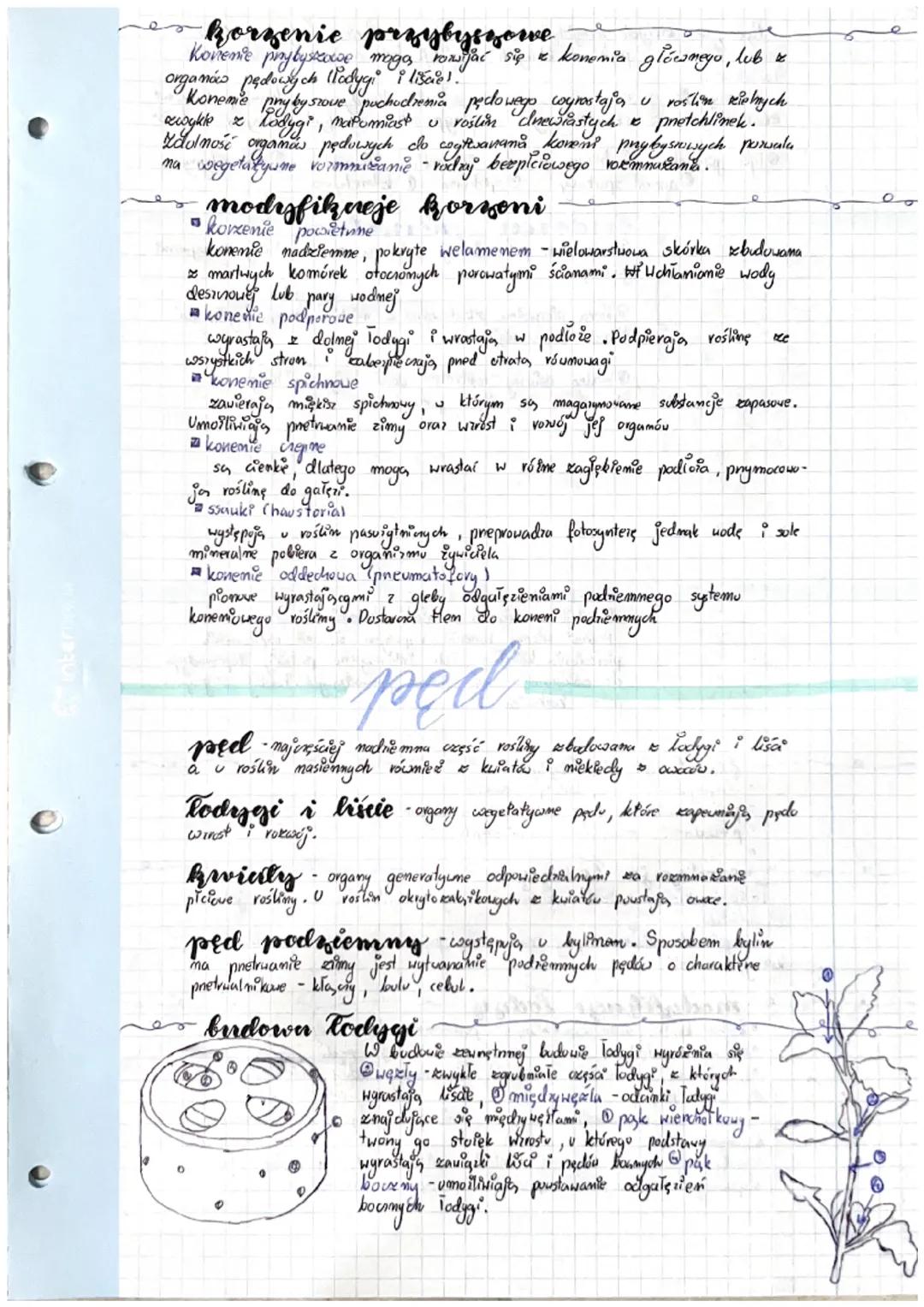 -Budowa roślin
zarodek
zerrodek - mlady, miedgreuty organizm rosting, który odzywia się
substancjami pokarmowym wytwornymi pnex" rośling mac