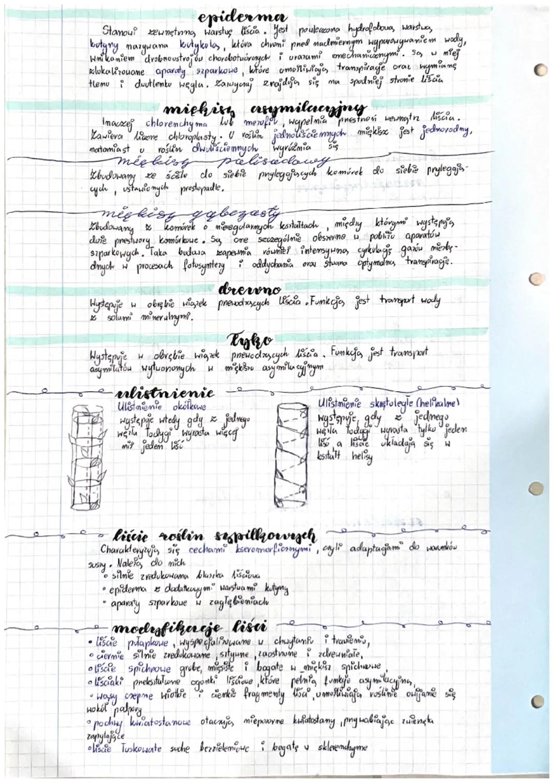 -Budowa roślin
zarodek
zerrodek - mlady, miedgreuty organizm rosting, który odzywia się
substancjami pokarmowym wytwornymi pnex" rośling mac