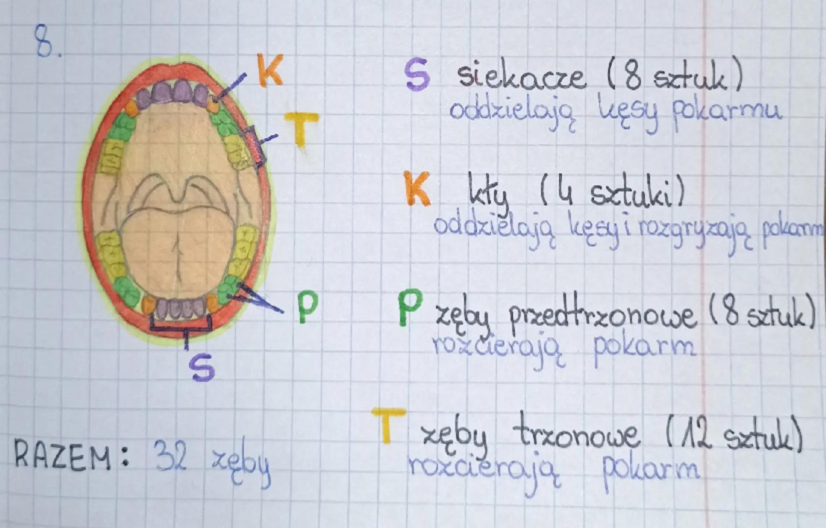 # BIOLOGIA sprawdzian

1. Wymień składniki pokarmowe:

- białka,
- witaminy,
- cukry,
- sole mineralne,
- Huszcze,
- woda.

2. składniki
pok