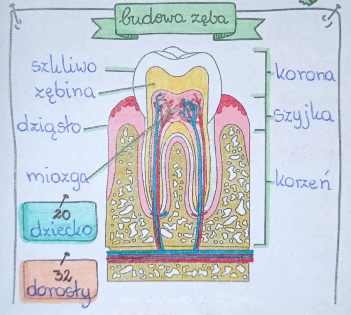 # BIOLOGIA sprawdzian

1. Wymień składniki pokarmowe:

- białka,
- witaminy,
- cukry,
- sole mineralne,
- Huszcze,
- woda.

2. składniki
pok
