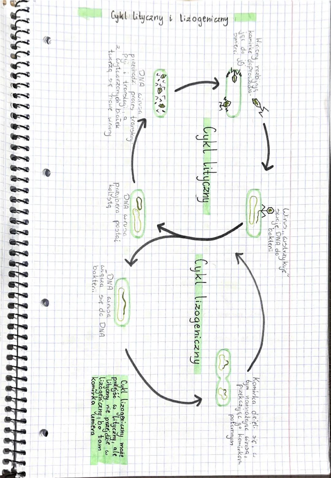 Wirusy baleterie
Wirusy
Cechy ogólne
mniejsze niż bakterie
• nie są organizmami, nie mają budowy komórkowej
• bezwzględne pasczyty
•
• mają 
