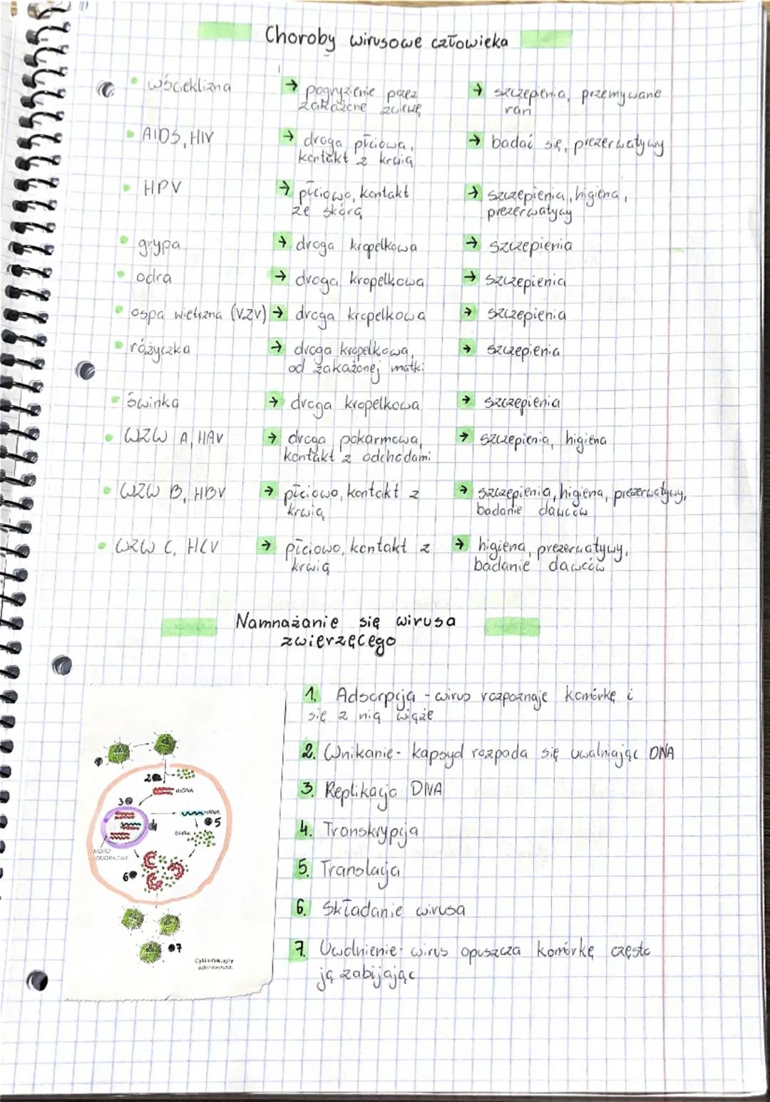 Wirusy baleterie
Wirusy
Cechy ogólne
mniejsze niż bakterie
• nie są organizmami, nie mają budowy komórkowej
• bezwzględne pasczyty
•
• mają 