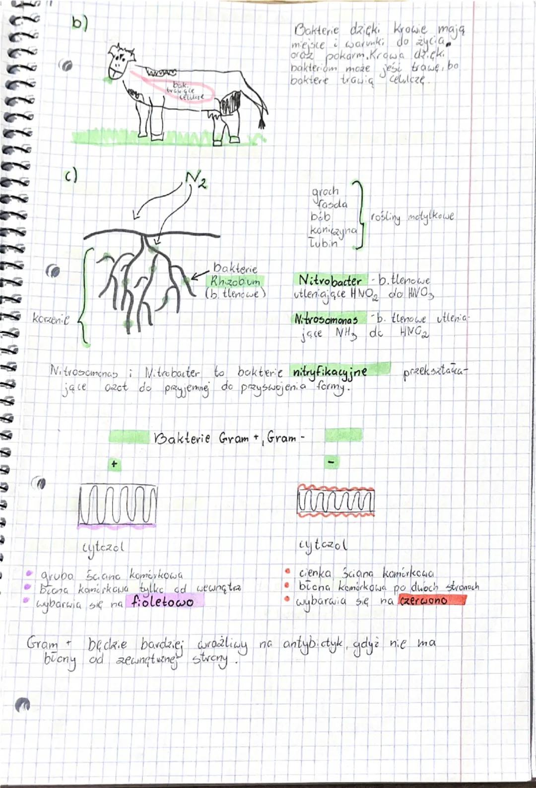 Wirusy baleterie
Wirusy
Cechy ogólne
mniejsze niż bakterie
• nie są organizmami, nie mają budowy komórkowej
• bezwzględne pasczyty
•
• mają 