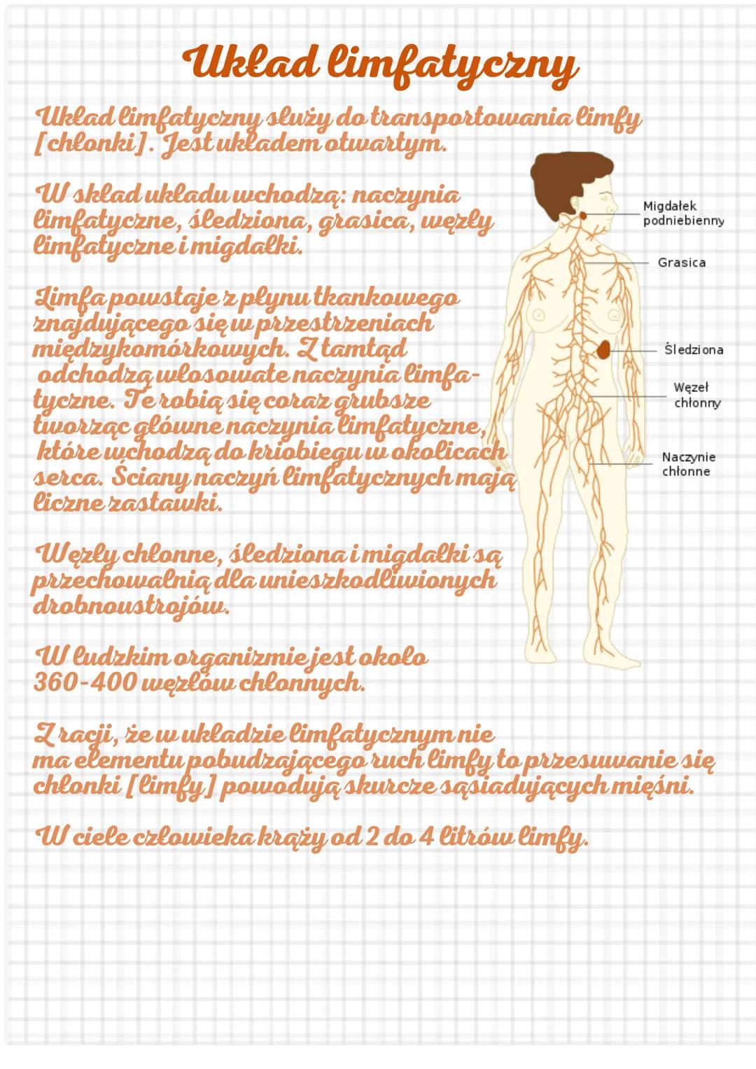 # Uklad limfatyczny

Uklad limfatyczny służy do transportowania limfy
[chlonki]. Jest ukladem otwartym.

W sklad ukladu wchodzą: naczynia
li