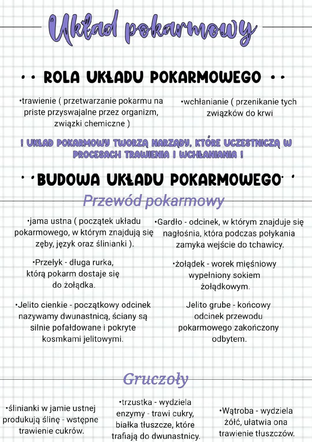 Jak Działa Układ Pokarmowy? Rola i Budowa!