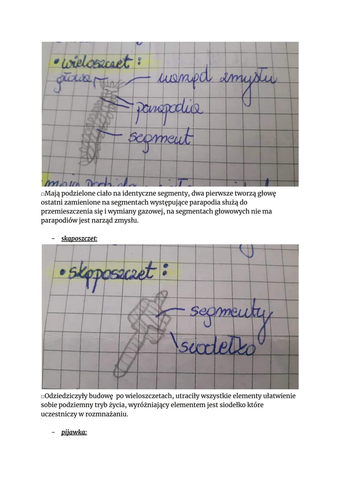 
<h2 id="podziasyntetycznypiercienic">Podział syntetyczny pierścienic</h2>
<p>Przedstawiciele pierścienic można podzielić syntetycznie na tr